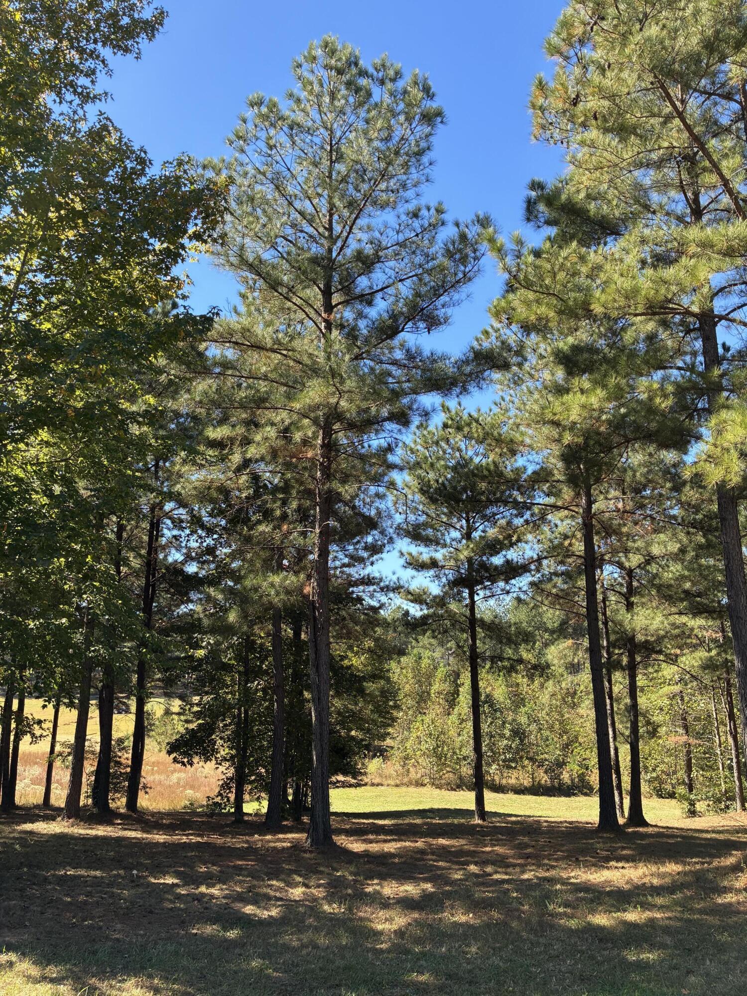 241 Pappy Road, 205