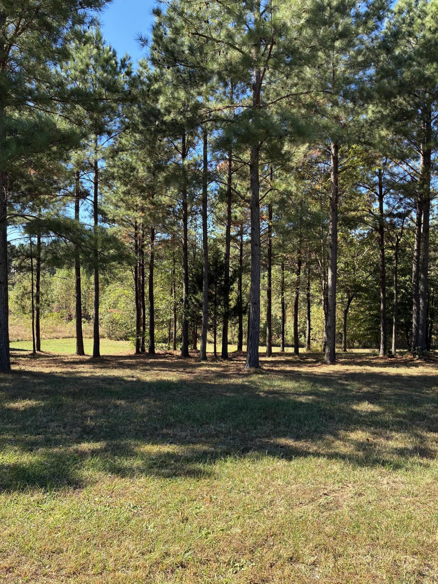 241 Pappy Road, 205