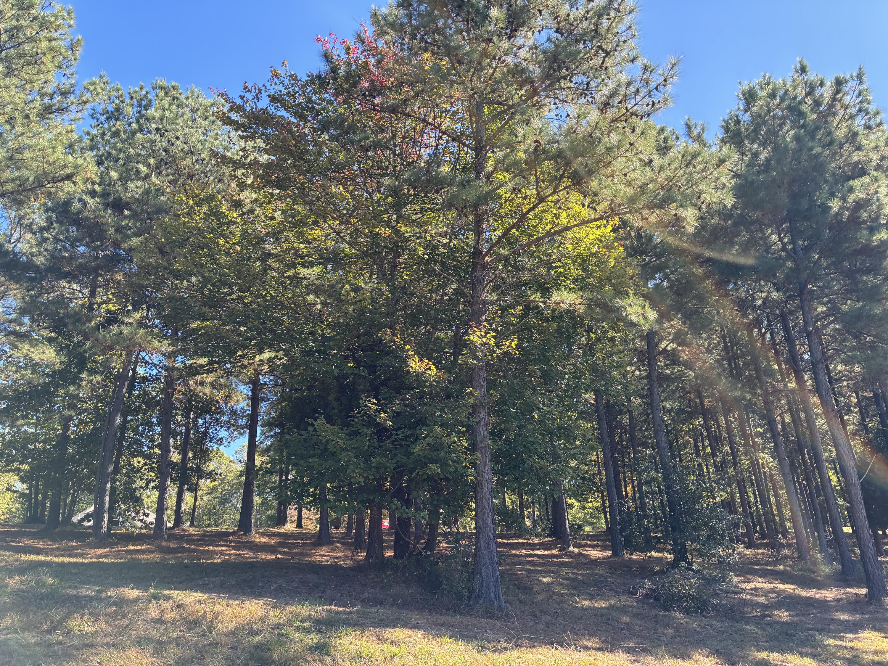 241 Pappy Road, 205
