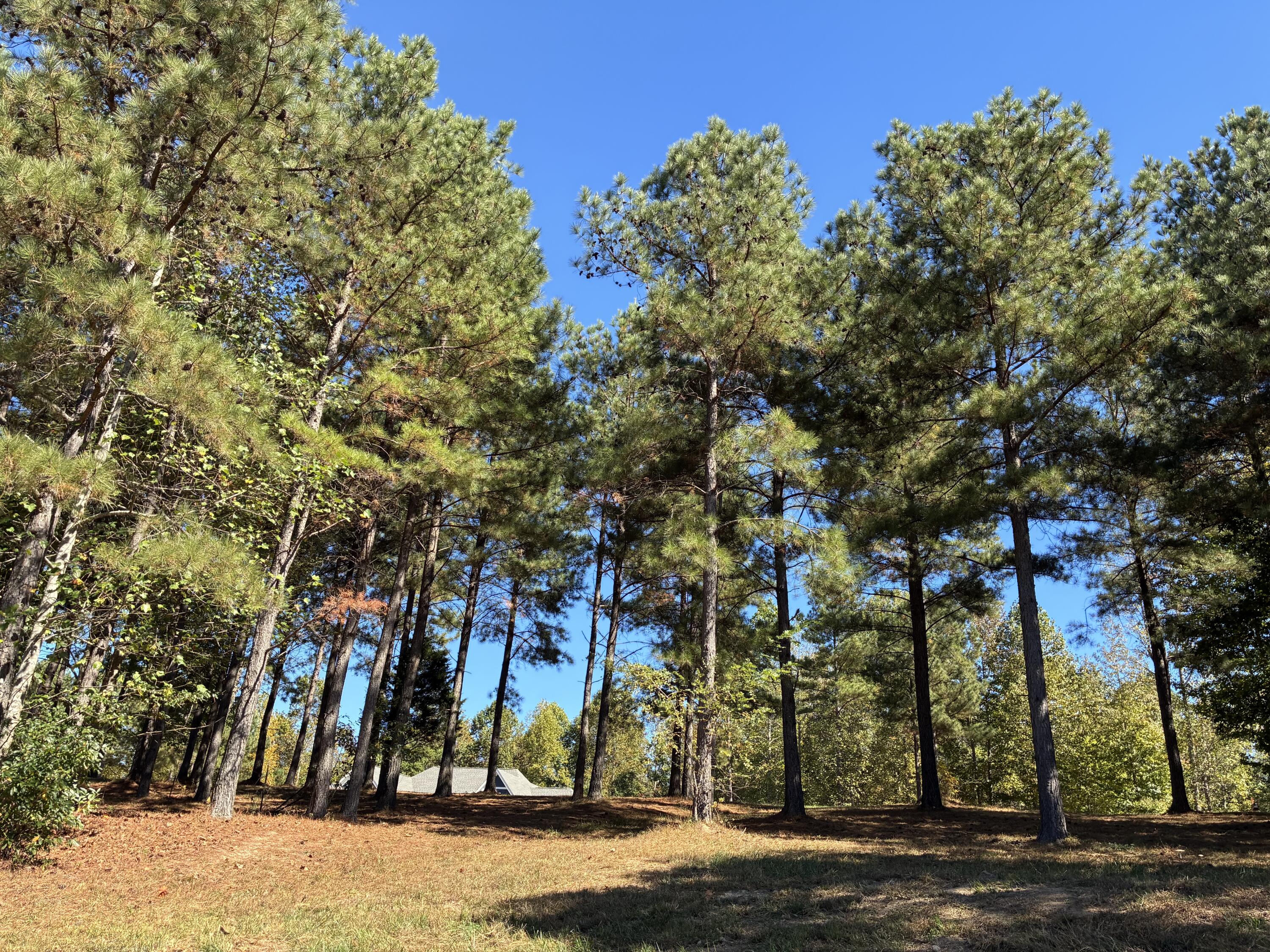 241 Pappy Road, 205