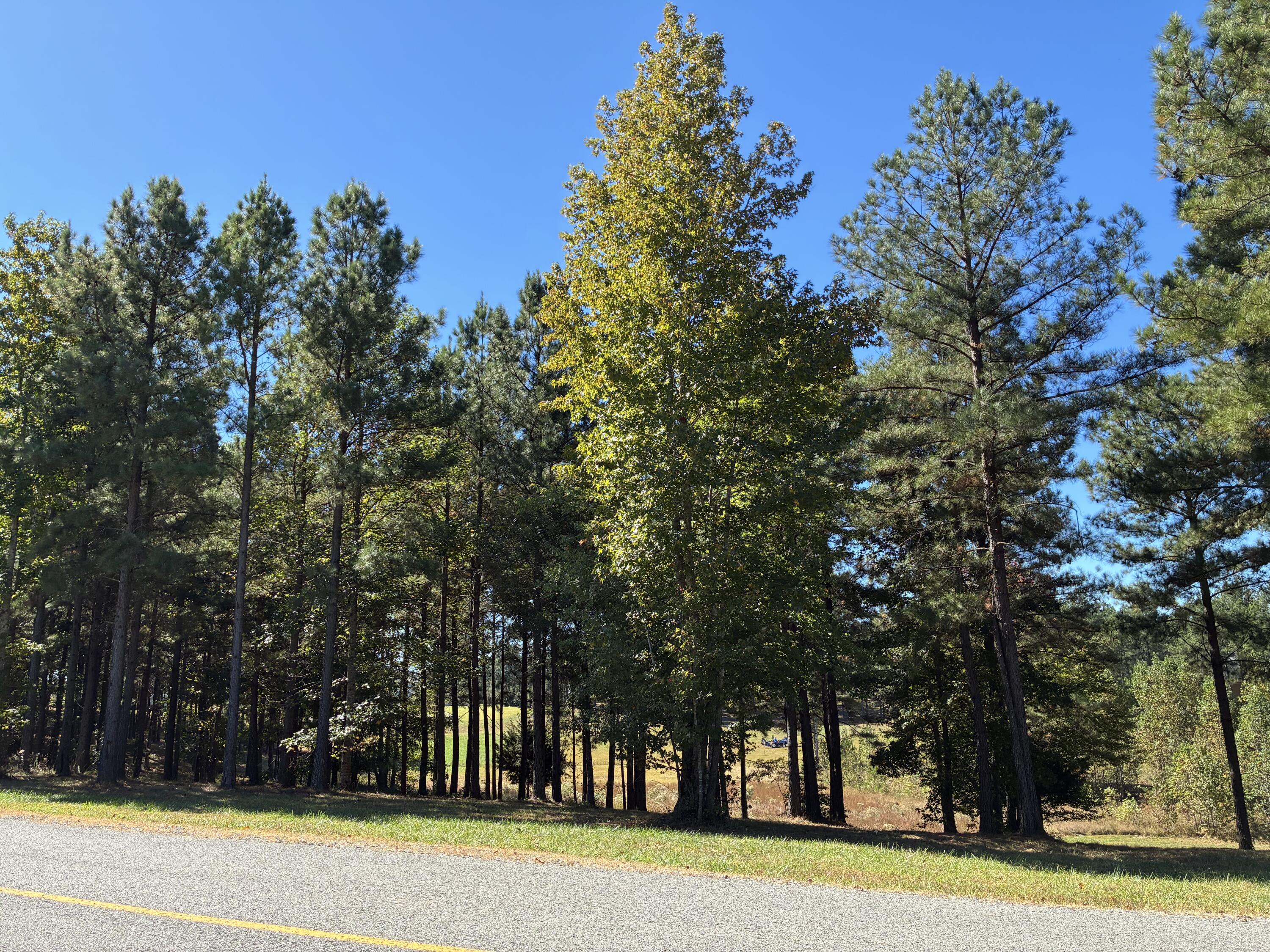 241 Pappy Road, 205