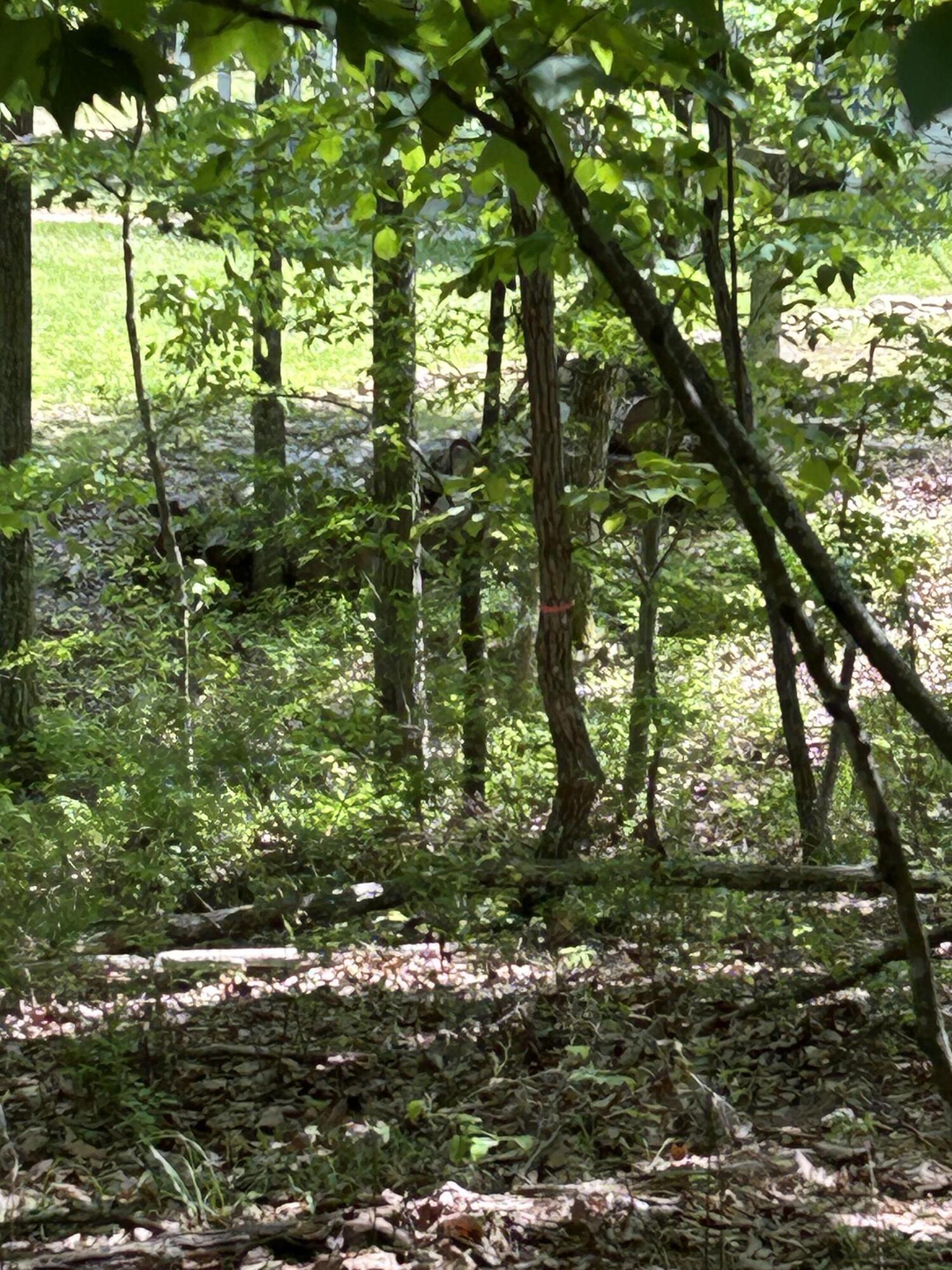 250 Bear Trace Drive, Rb-200