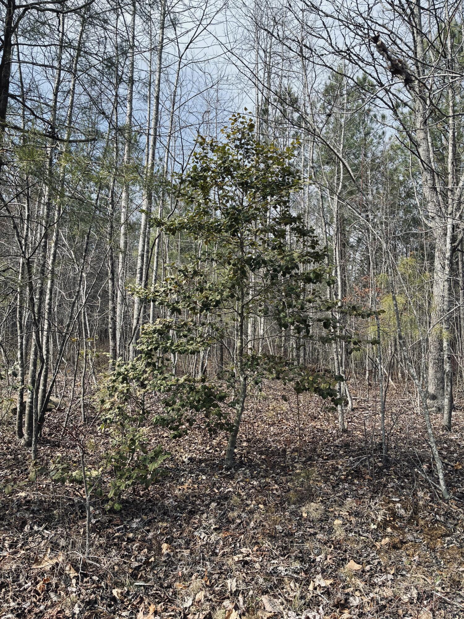 0 Raulston Falls Road, Jf-99