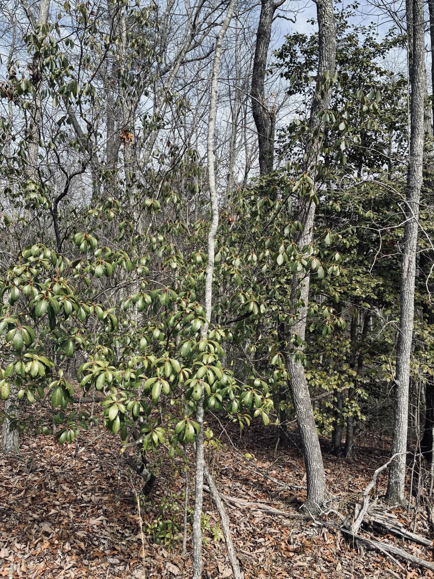 0 Raulston Falls Road, Jf-99