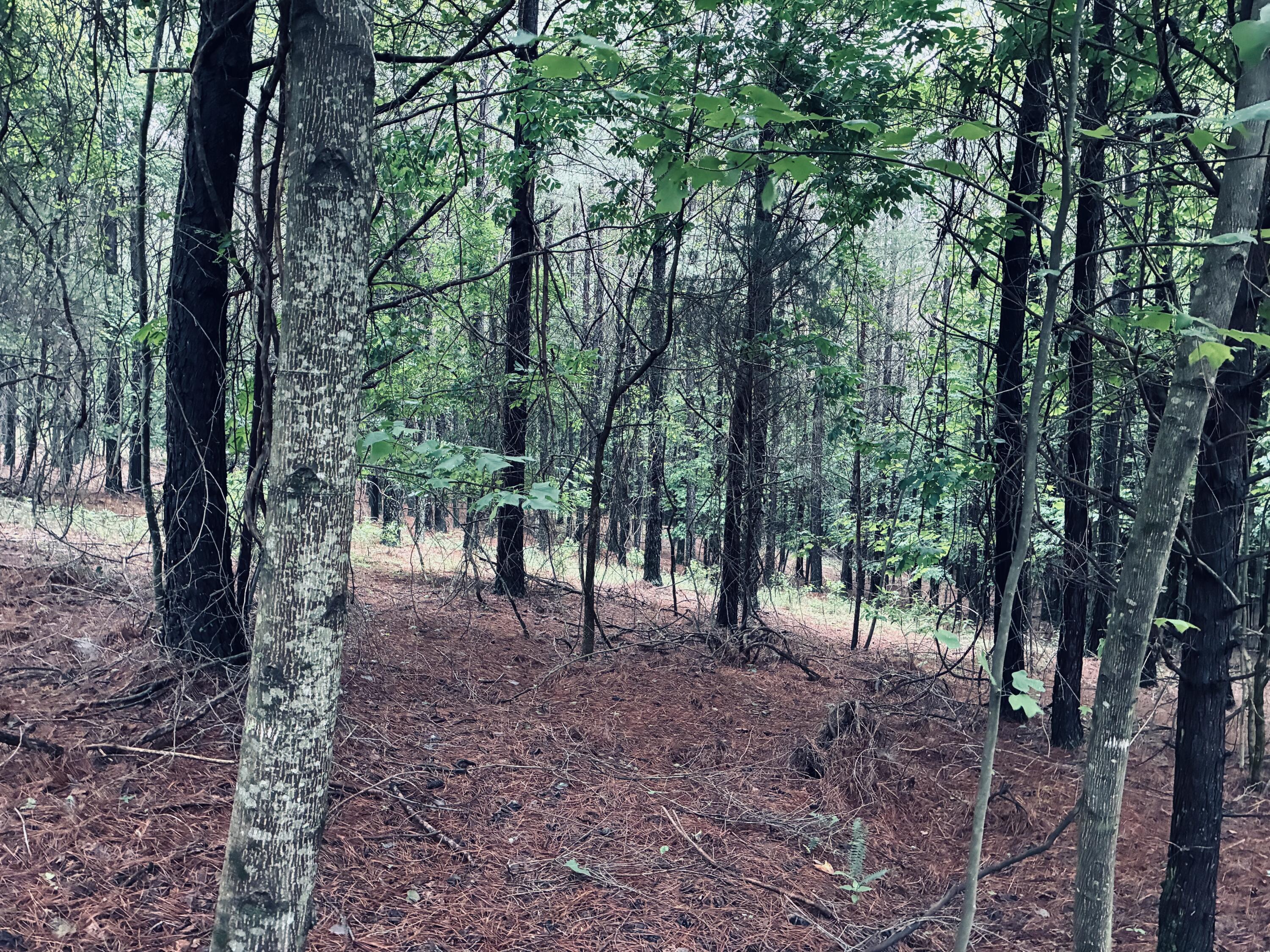 Wooded lot with mature trees and a pine-needle-covered forest floor.