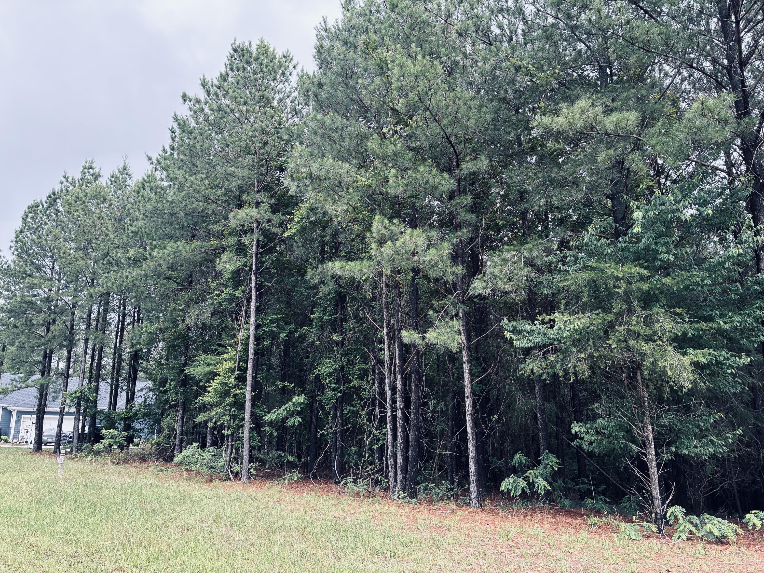 Grassy lot beside dense pine woods, with part of a house visible at the left edge.
