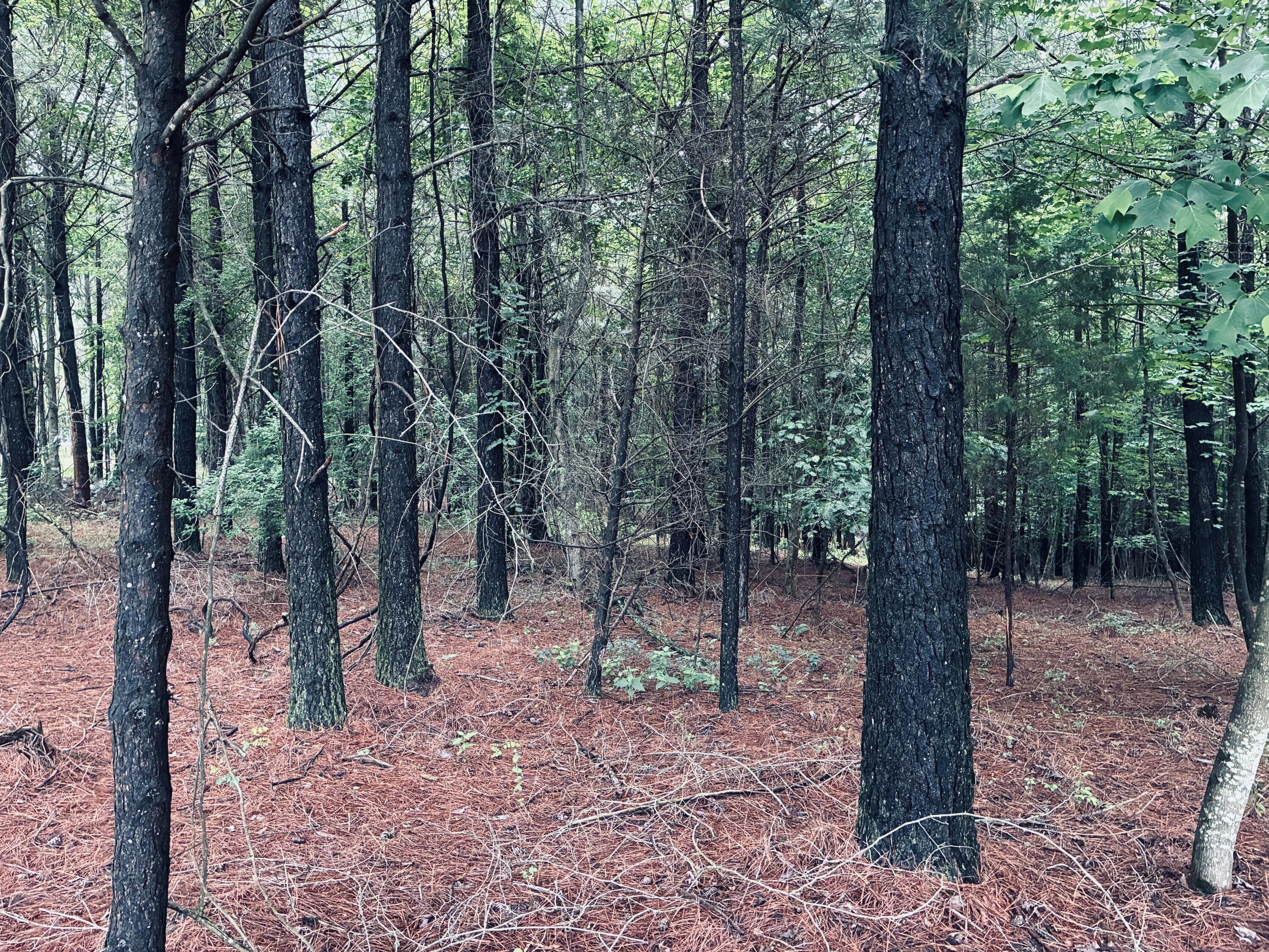 Wooded lot with mature trees and a pine-needle-covered forest floor.