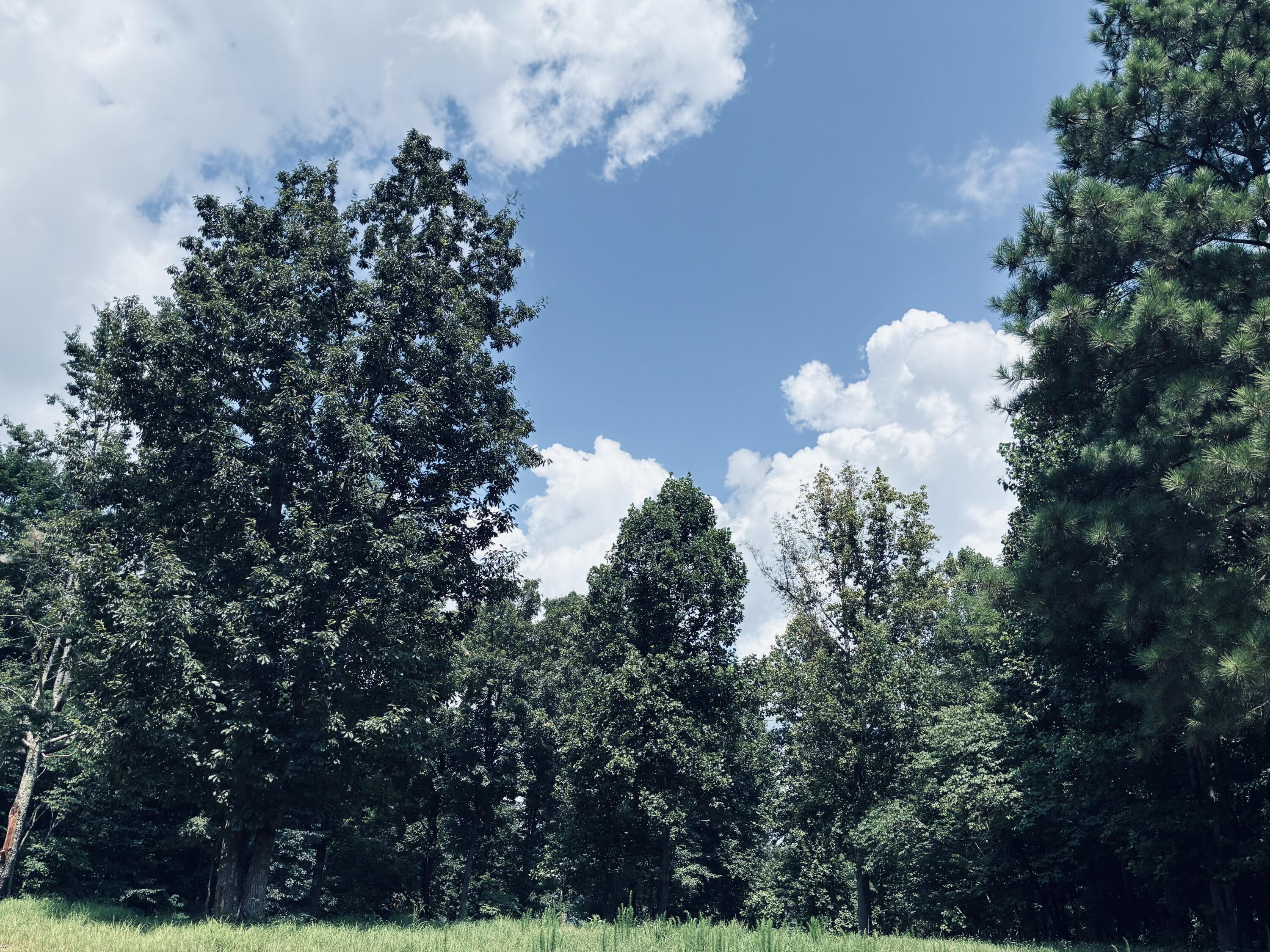 Wooded property with mature trees, grassy foreground, and a blue sky filled with clouds.