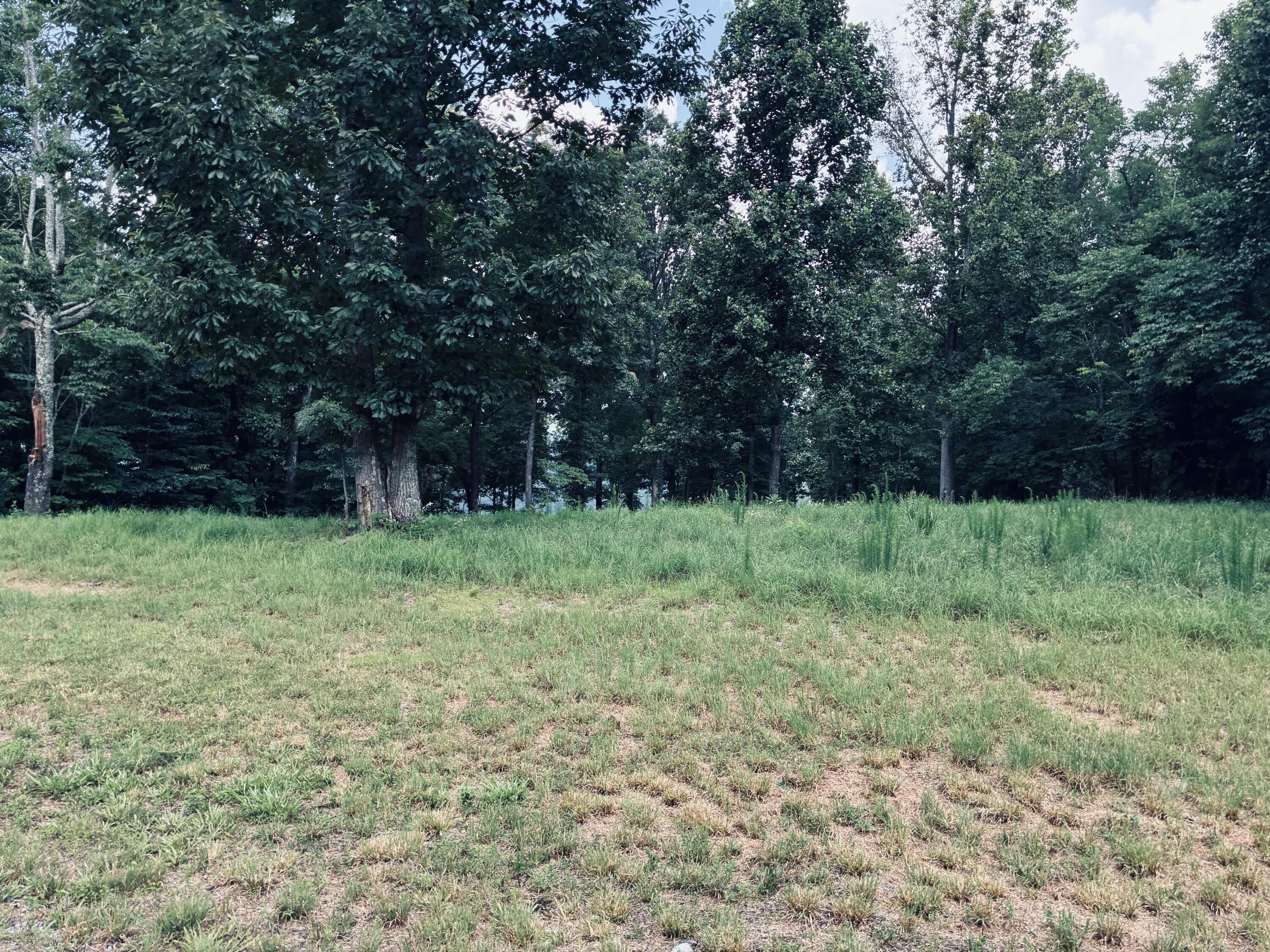 Grassy clearing bordered by mature trees.
