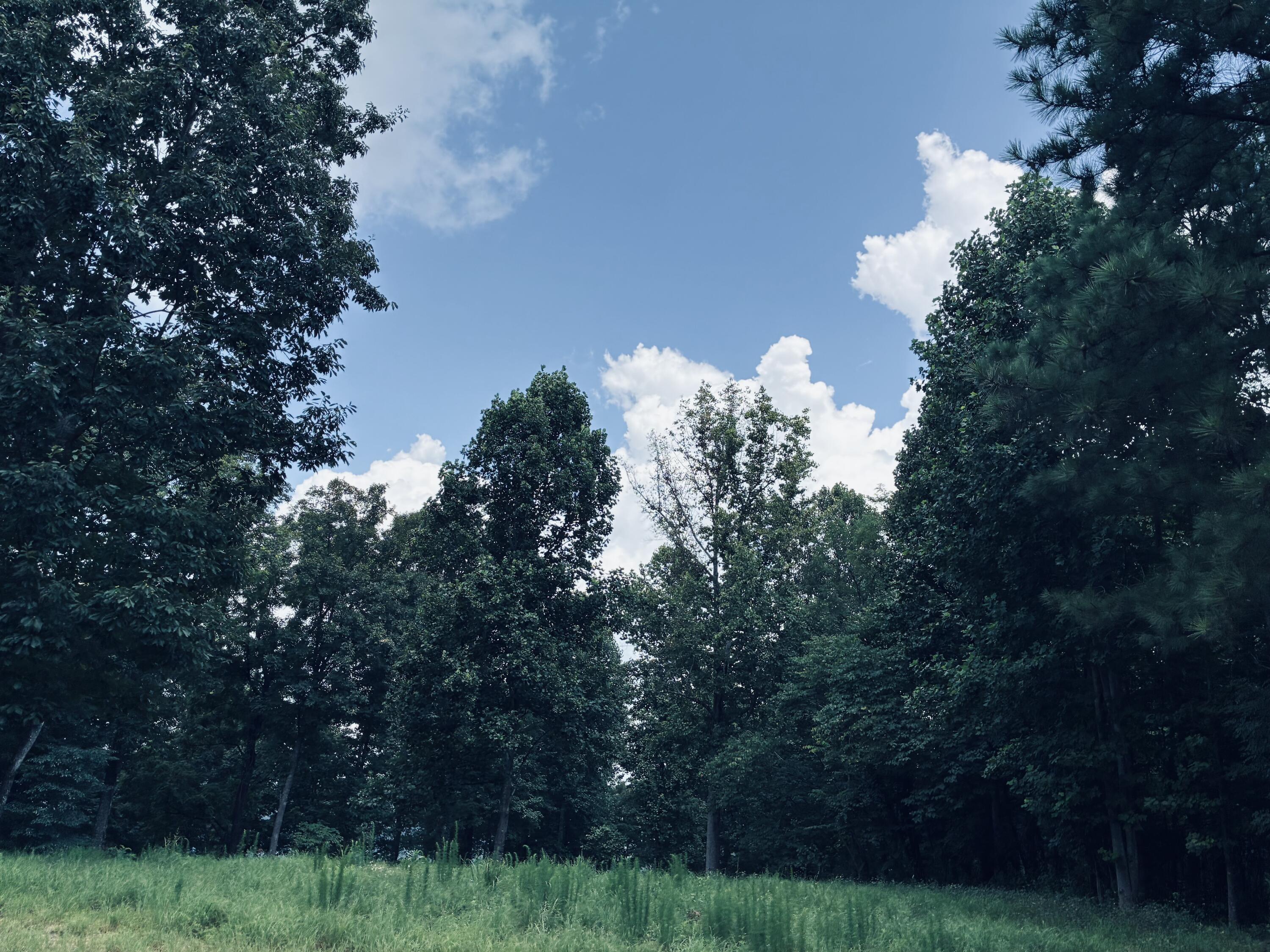 Grassy clearing bordered by dense trees beneath a blue, cloud-filled sky.