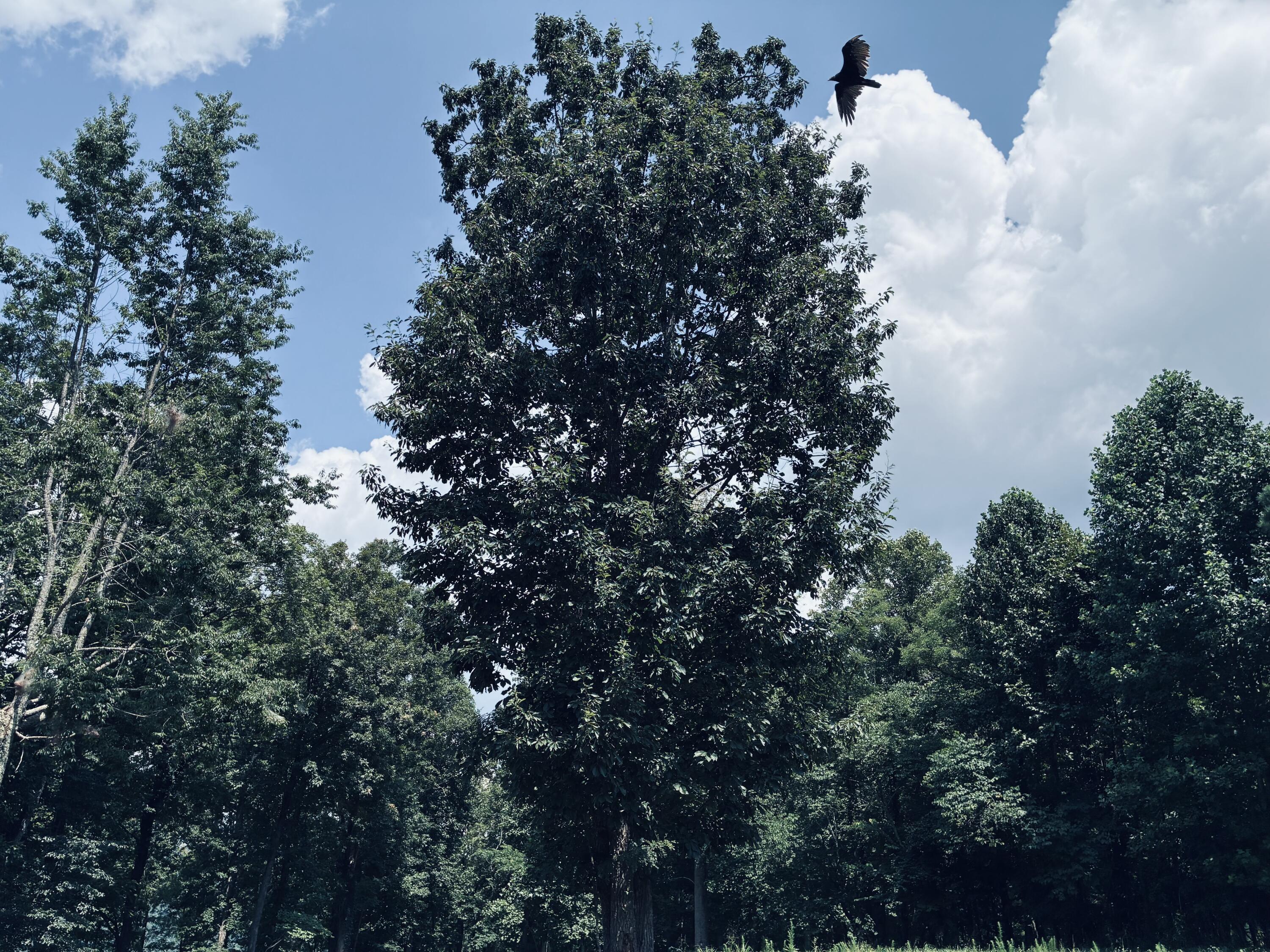Wooded property with leafy trees beneath a blue sky and a bird flying overhead.