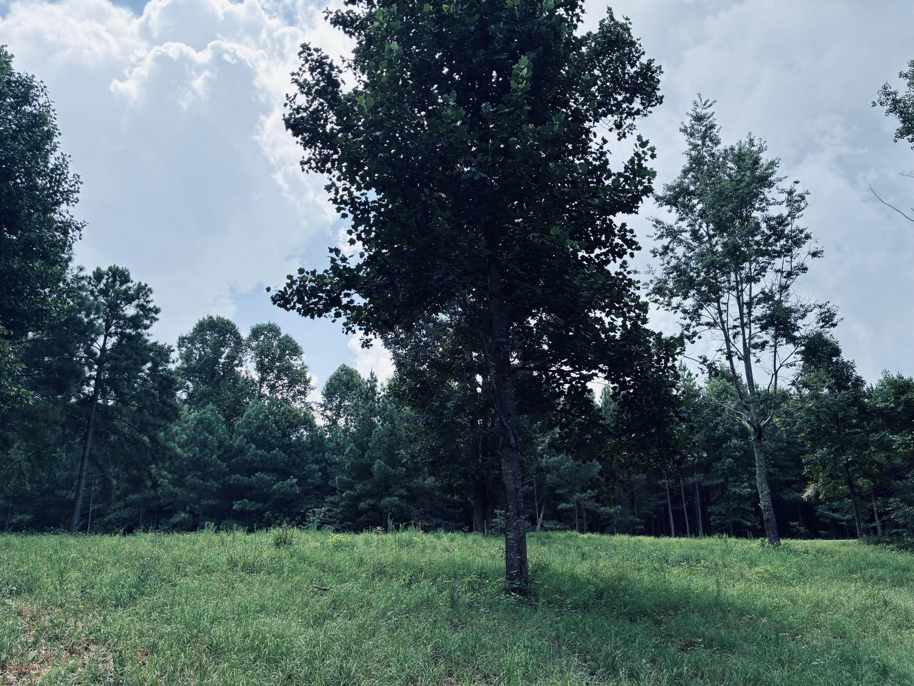 Grassy lot bordered by dense trees, with a large leafy tree near the center.