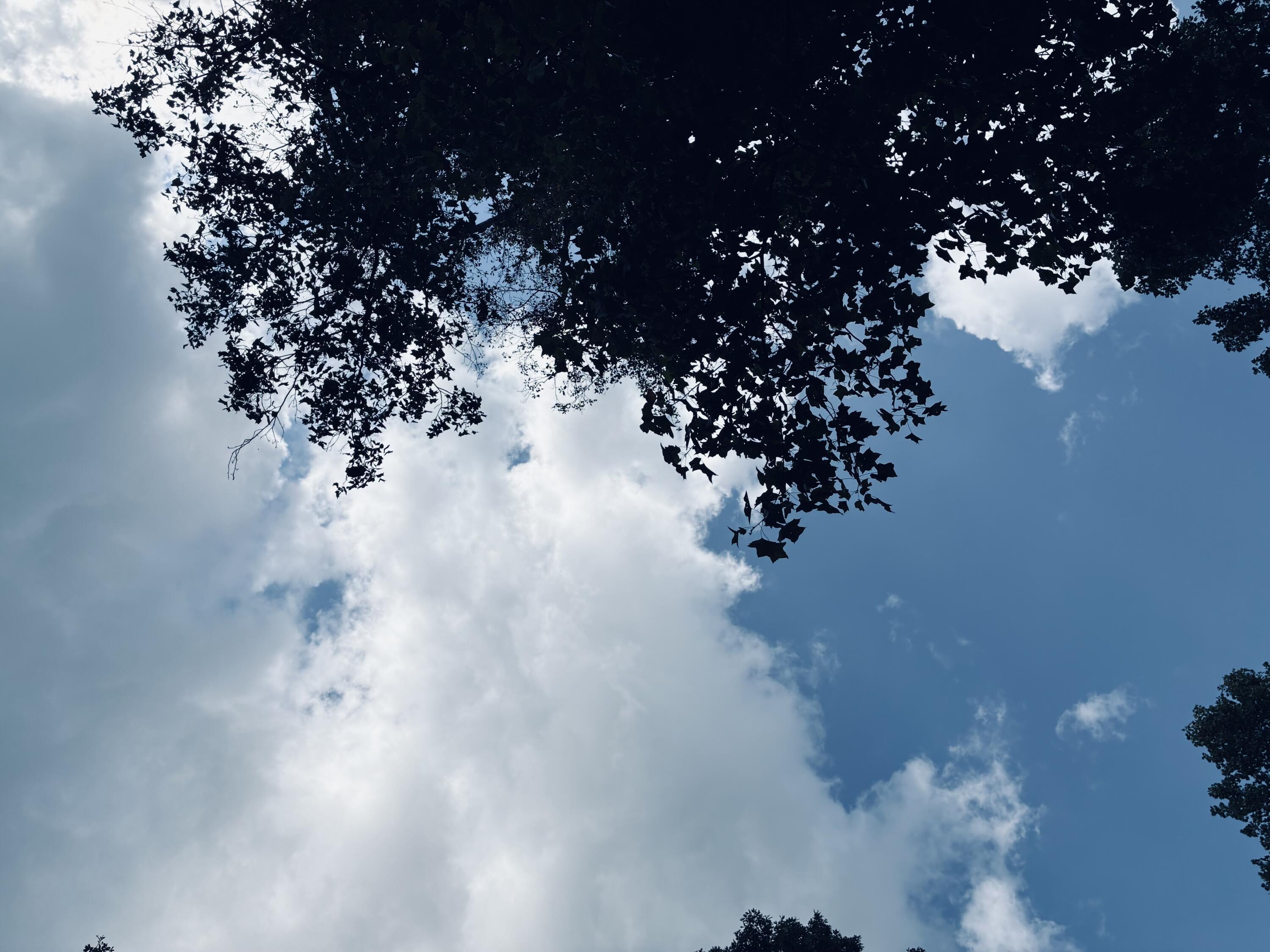 Leafy branches frame a blue sky with large white clouds.