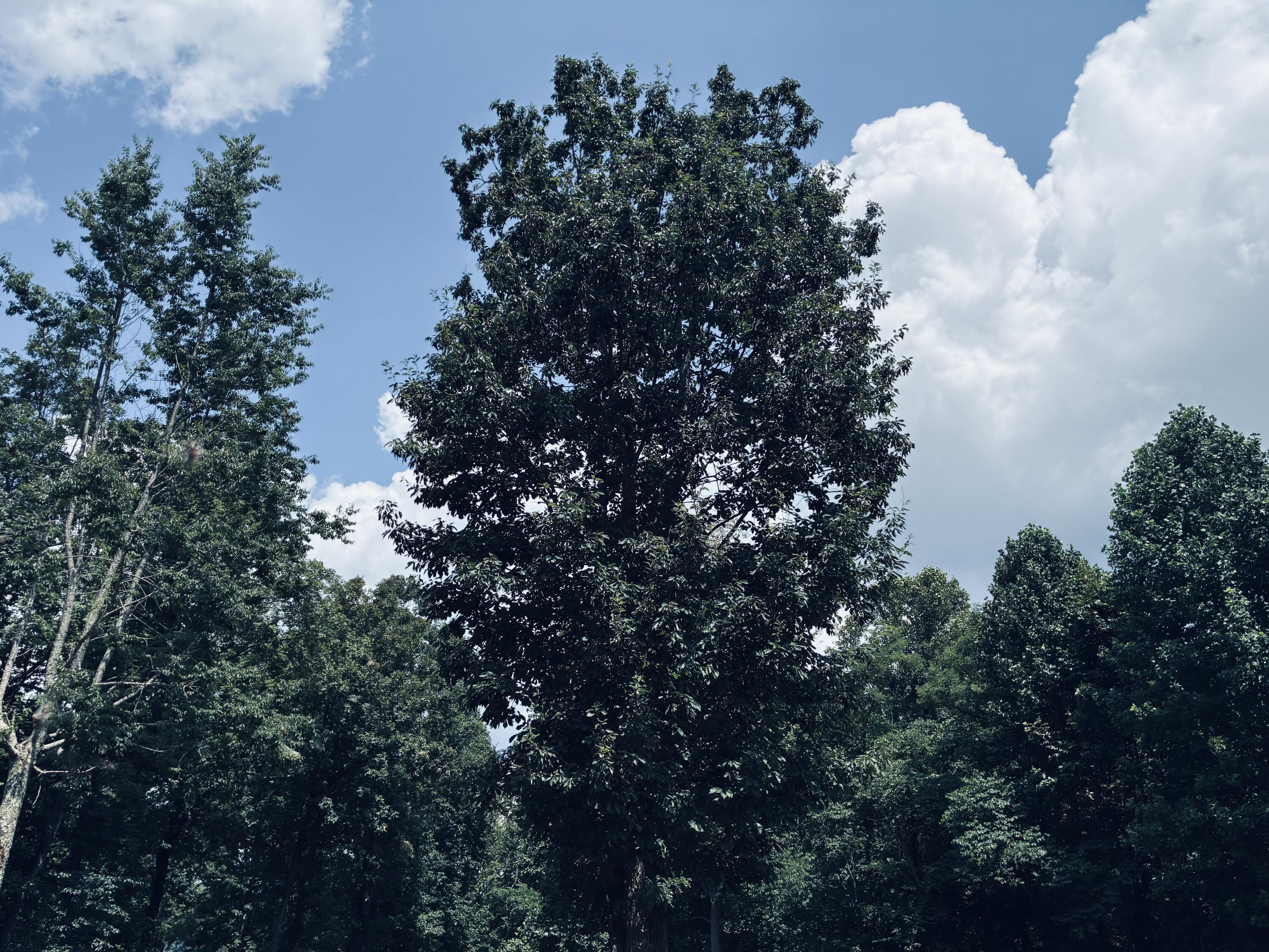 Wooded lot with a tall mature tree beneath a blue, cloudy sky.