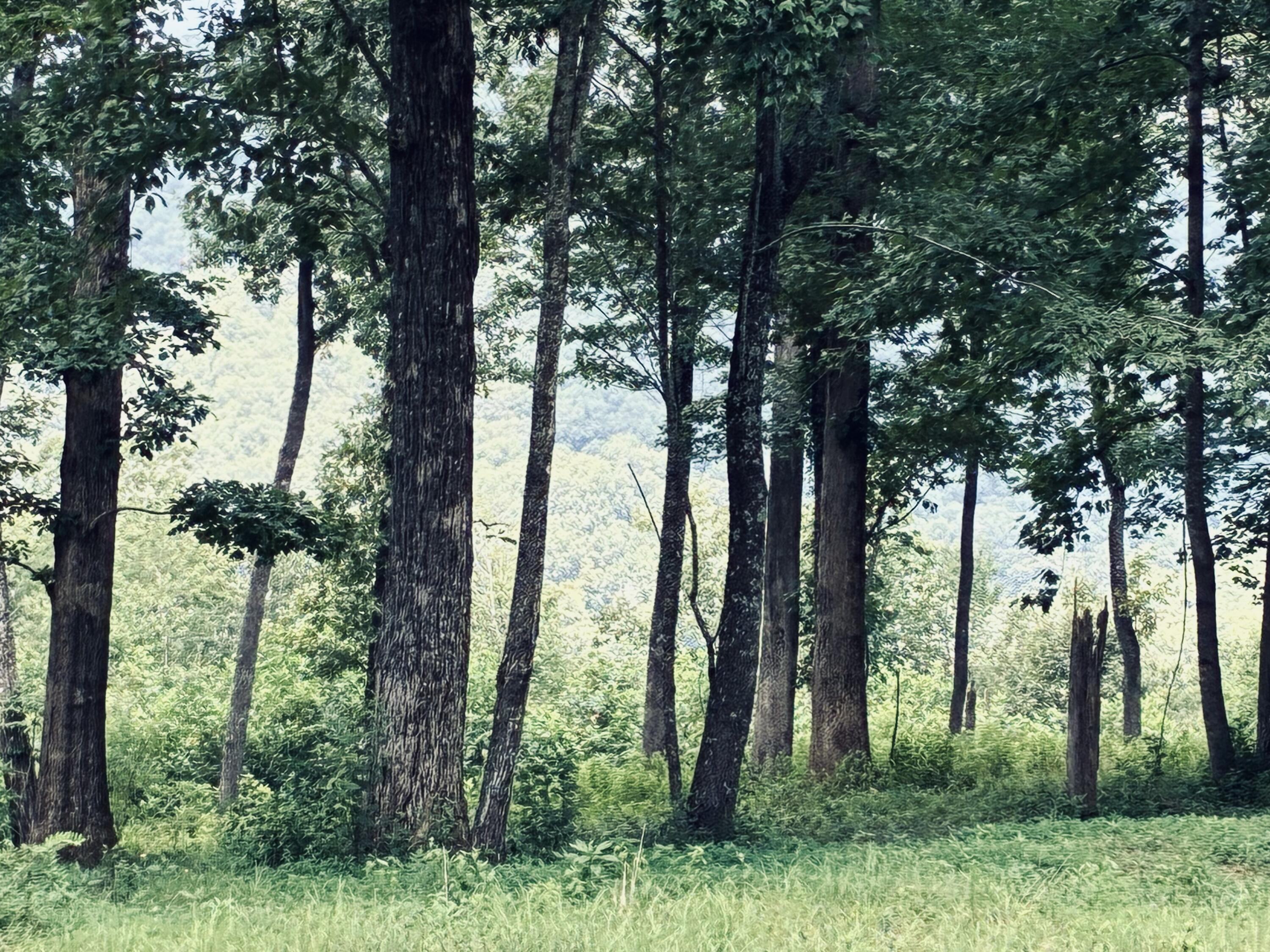 Wooded property with mature trees, a grassy clearing, and a distant forested hillside.