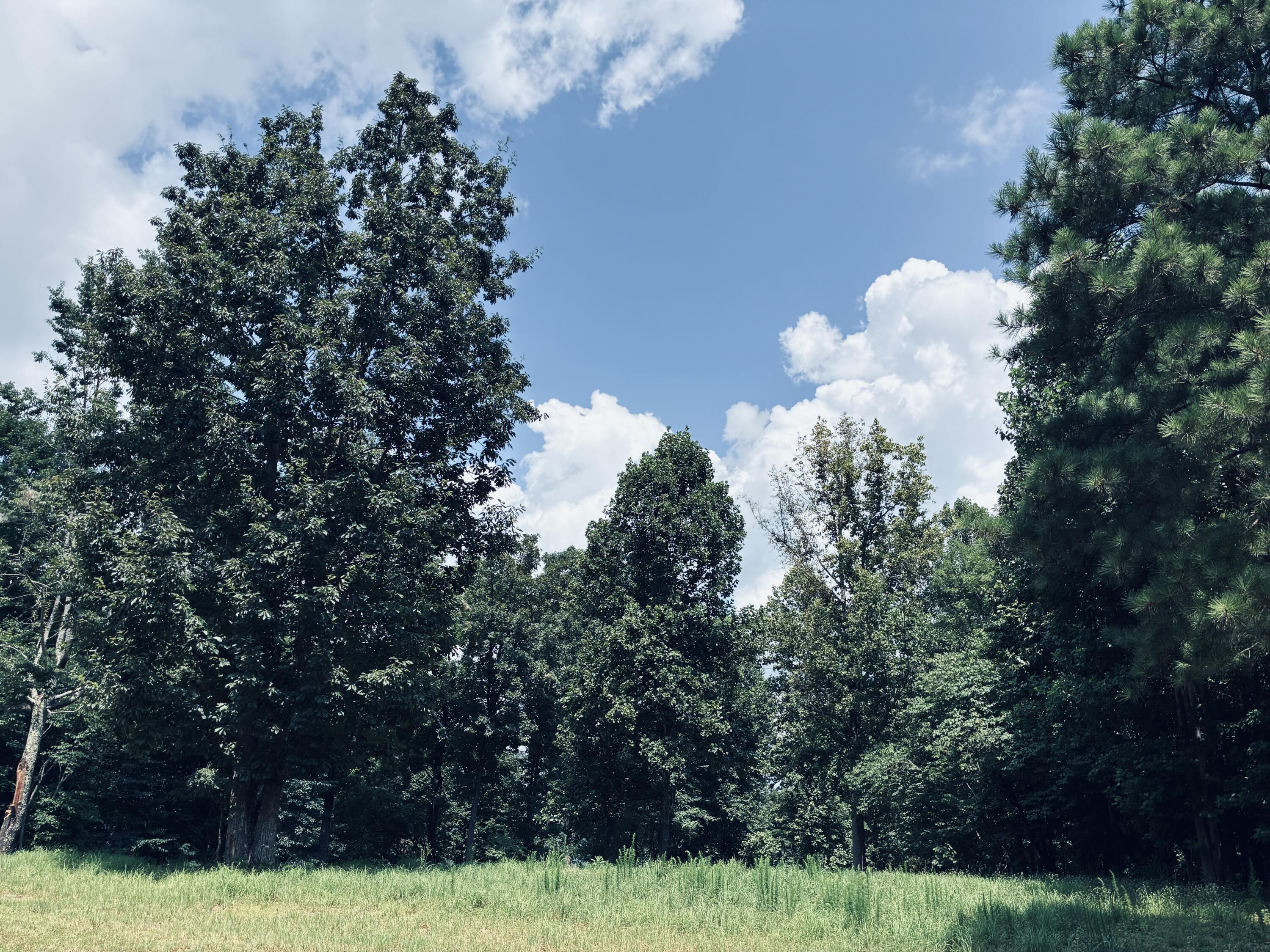 Grassy clearing at the edge of a wooded lot beneath a blue, cloud-filled sky.
