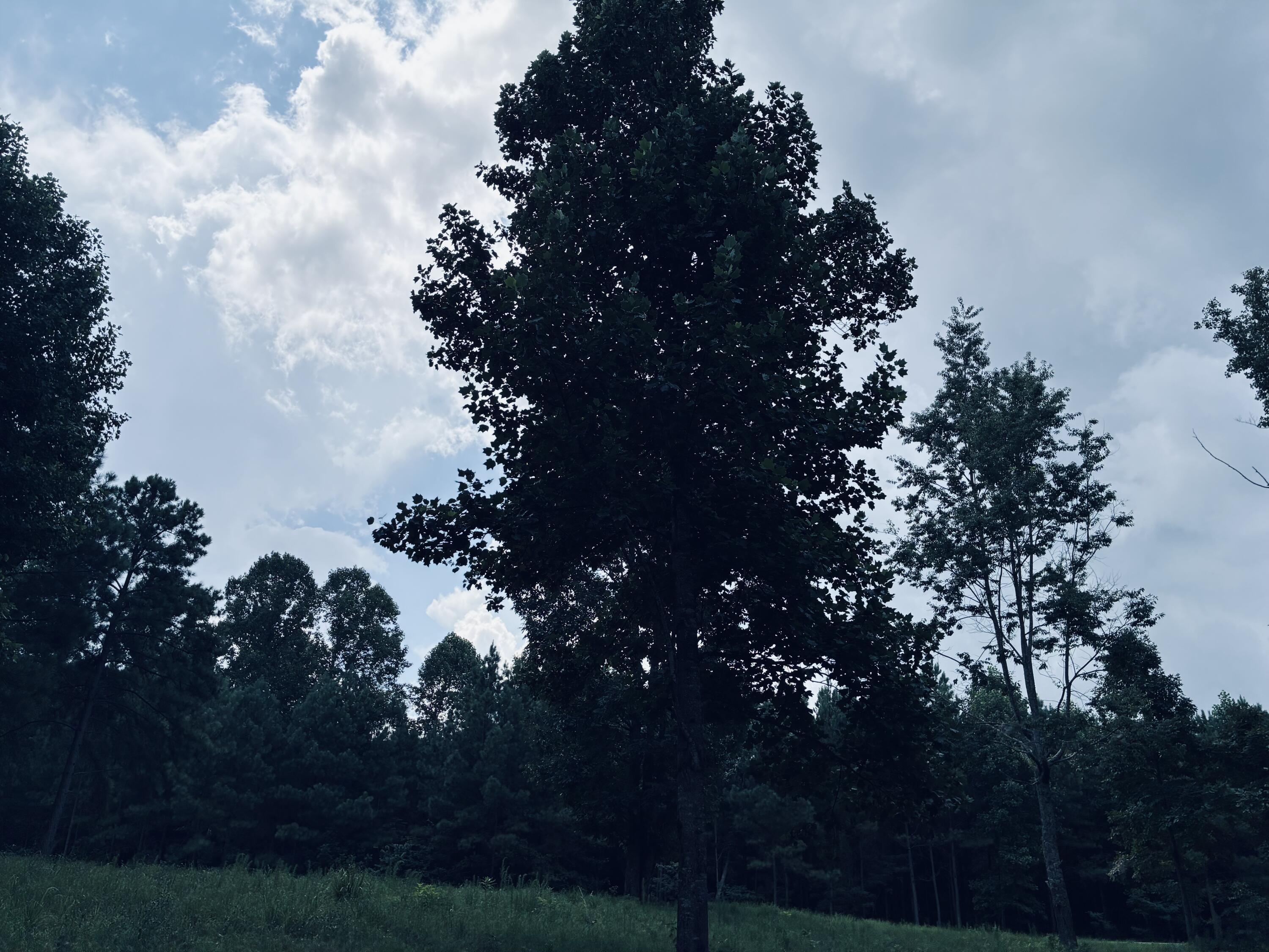 Wooded property with a grassy slope and a tall tree beneath a partly cloudy sky.
