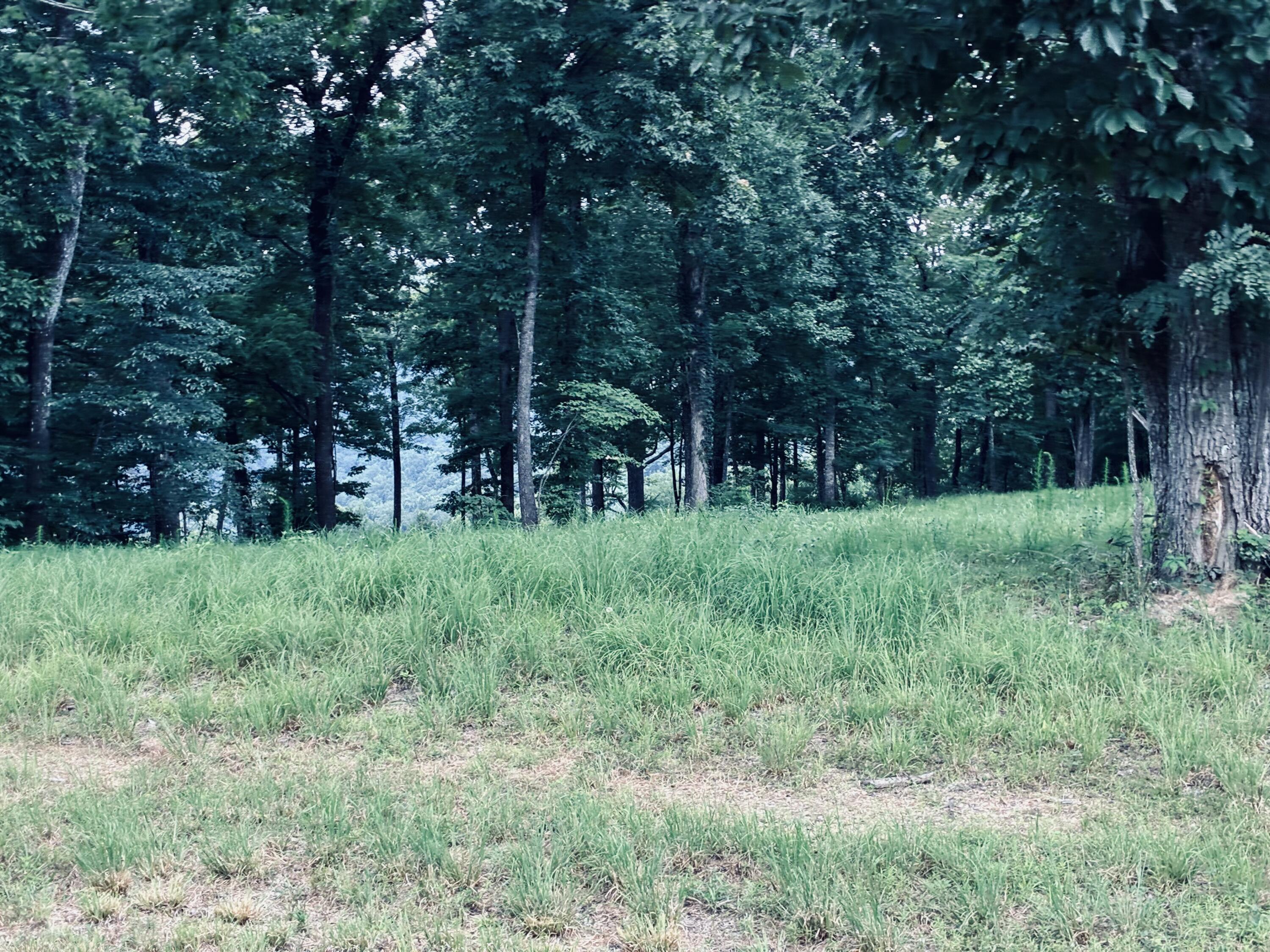 Grassy lot bordered by dense trees, with a wooded hillside beyond.