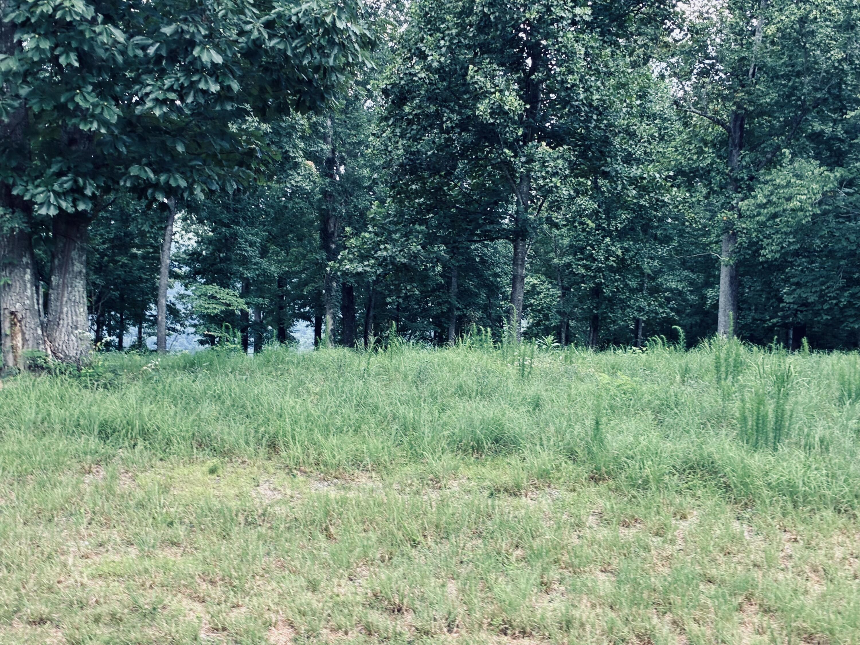 Grassy vacant lot with a gently sloping clearing and dense mature trees behind it.