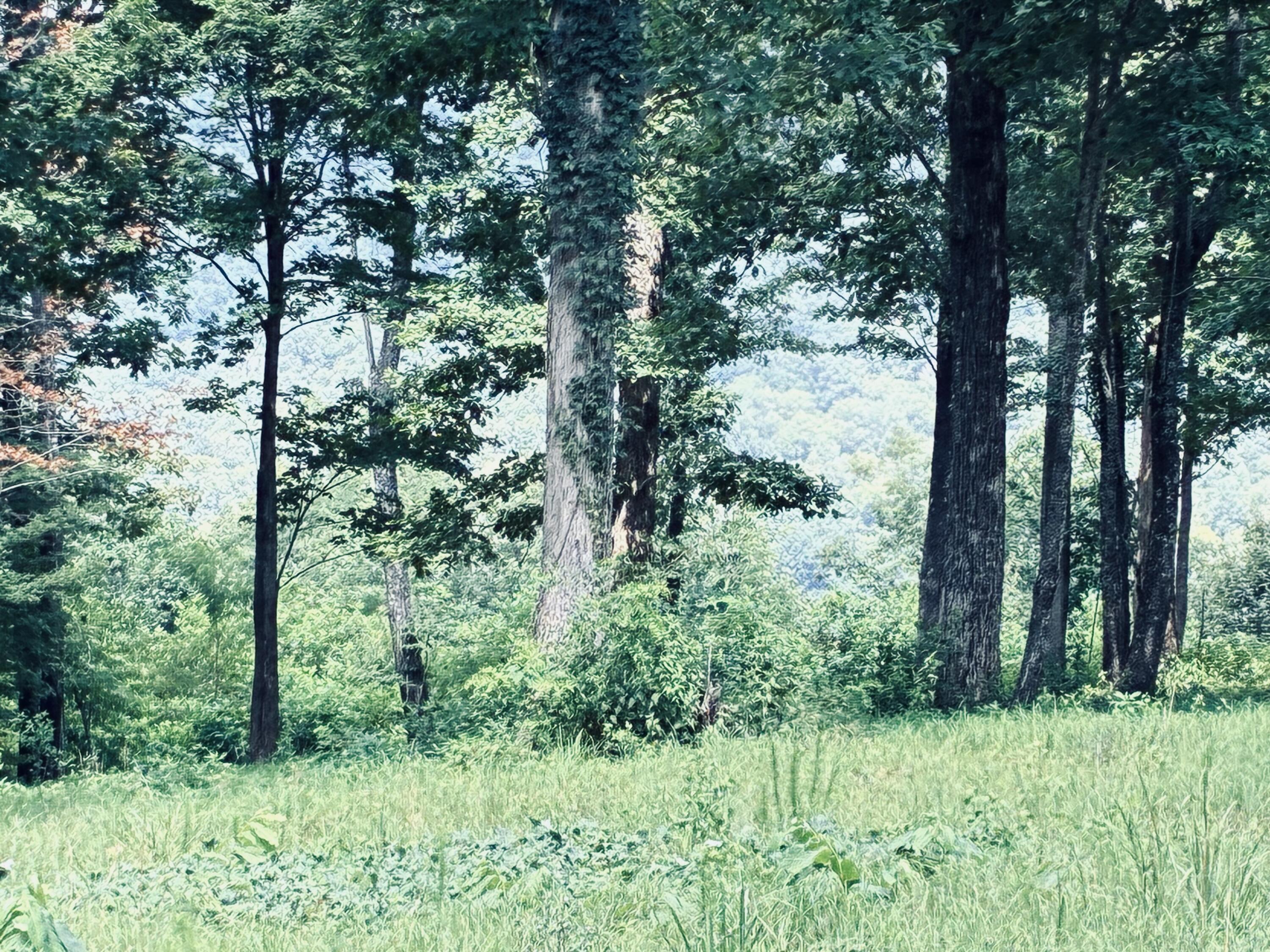 Wooded property with mature trees bordering a grassy clearing and forested slope beyond.