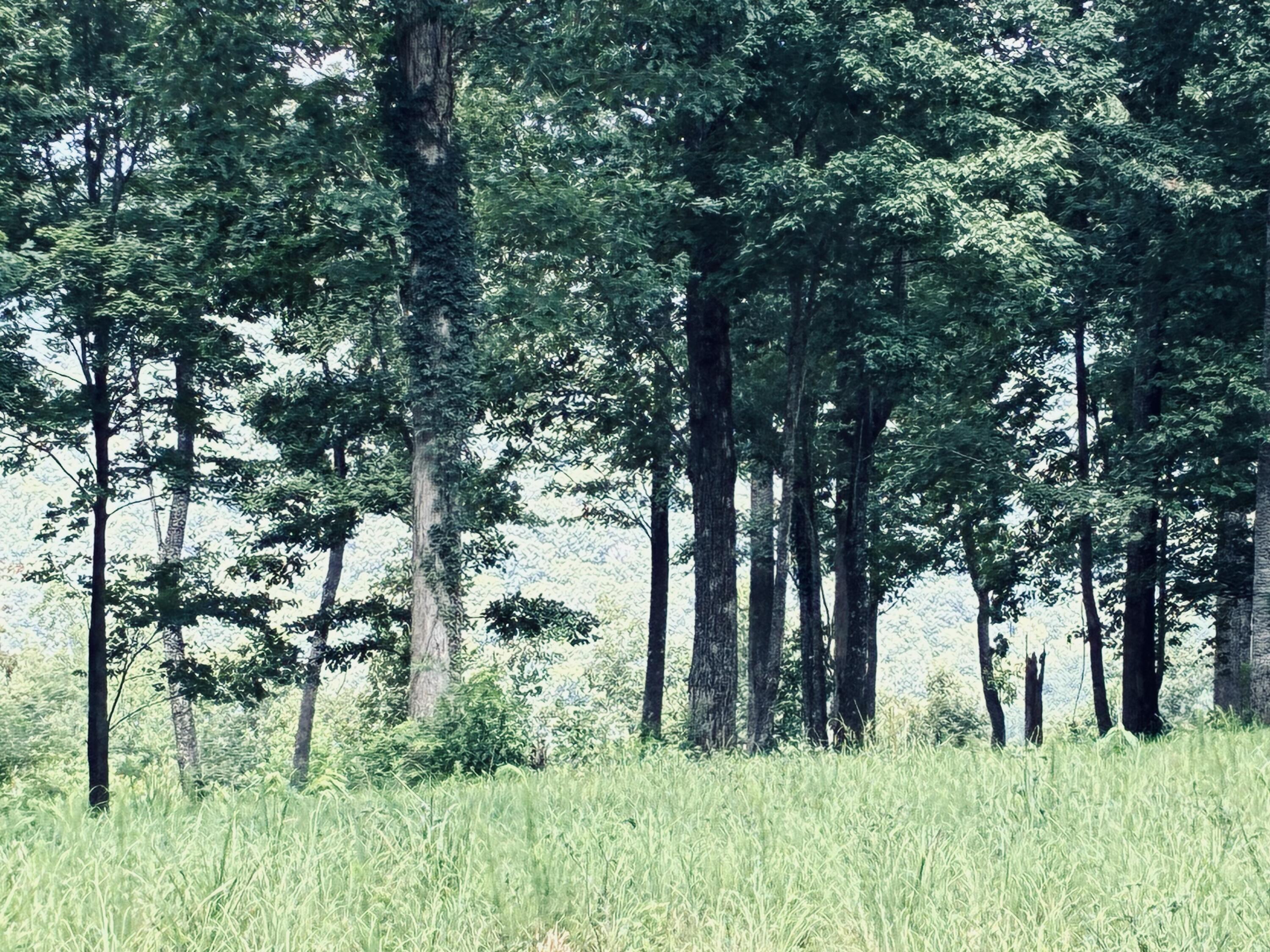 Grassy property lot bordered by mature trees and dense woodland.