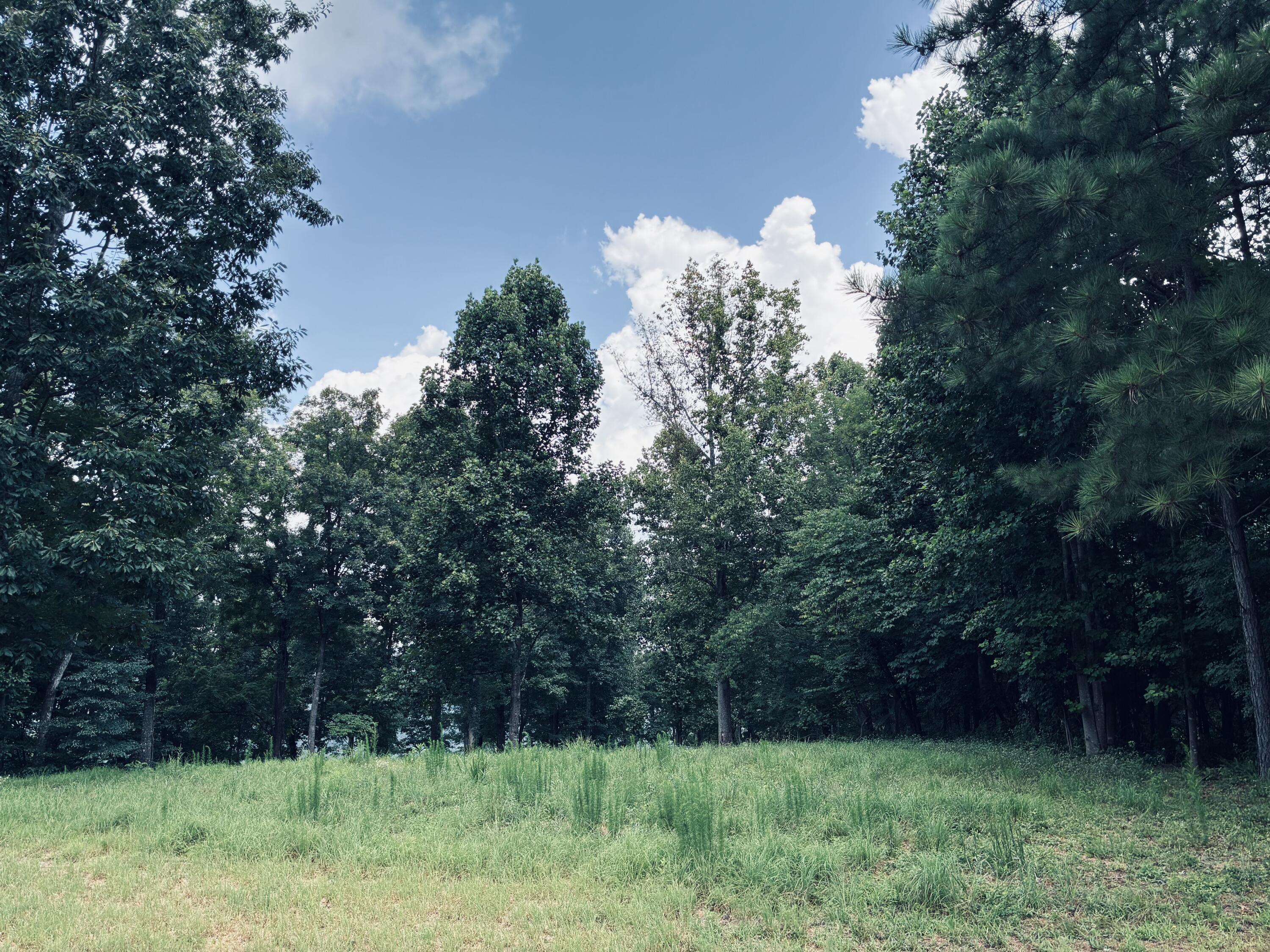 Grassy clearing bordered by mature trees and dense woodland.