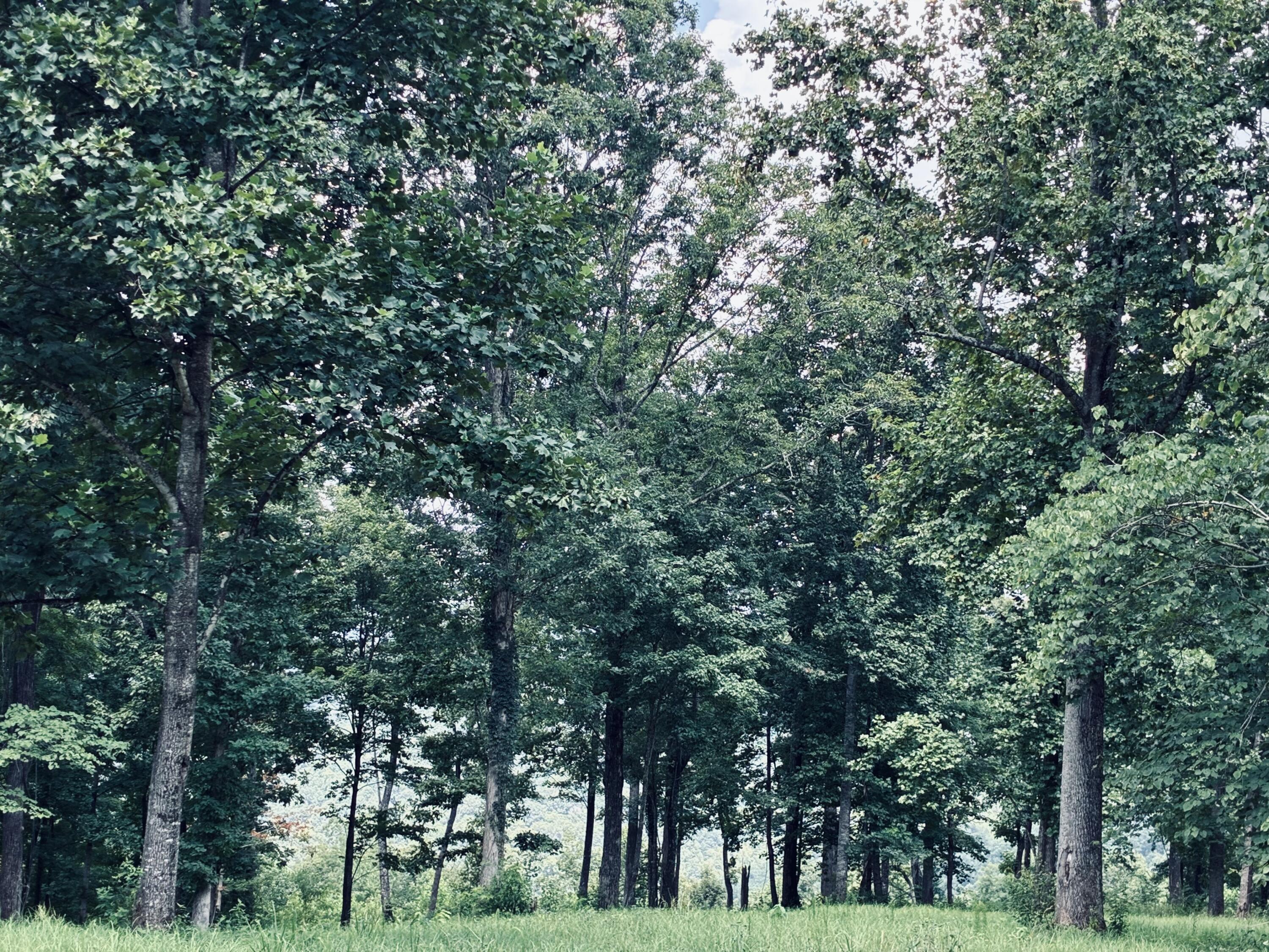 Wooded property with mature trees surrounding a grassy clearing.