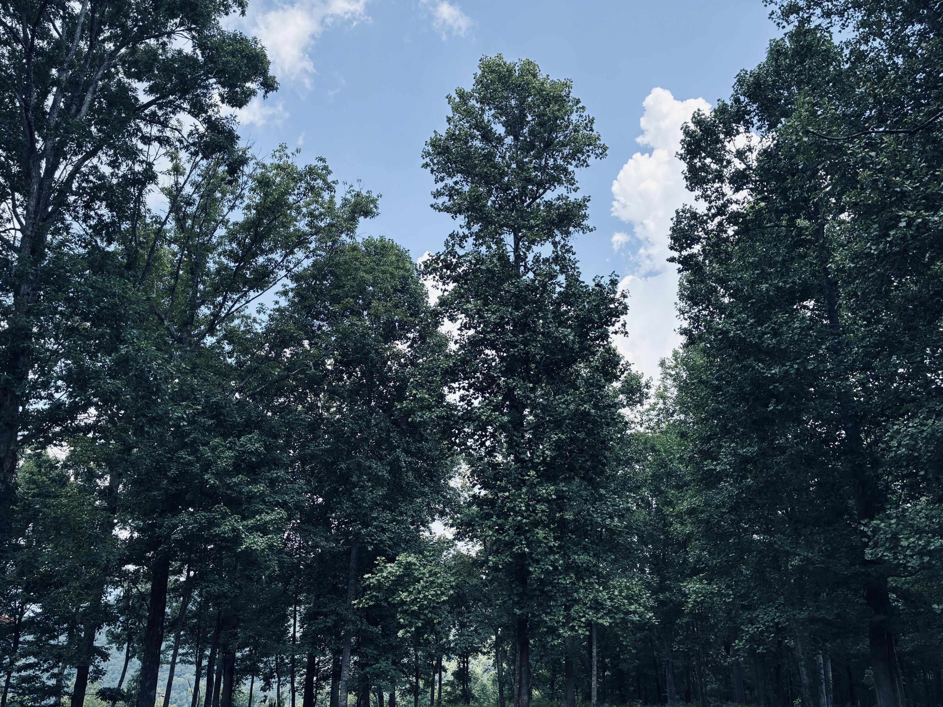 Wooded property lot with tall leafy trees beneath a blue, cloud-dotted sky.