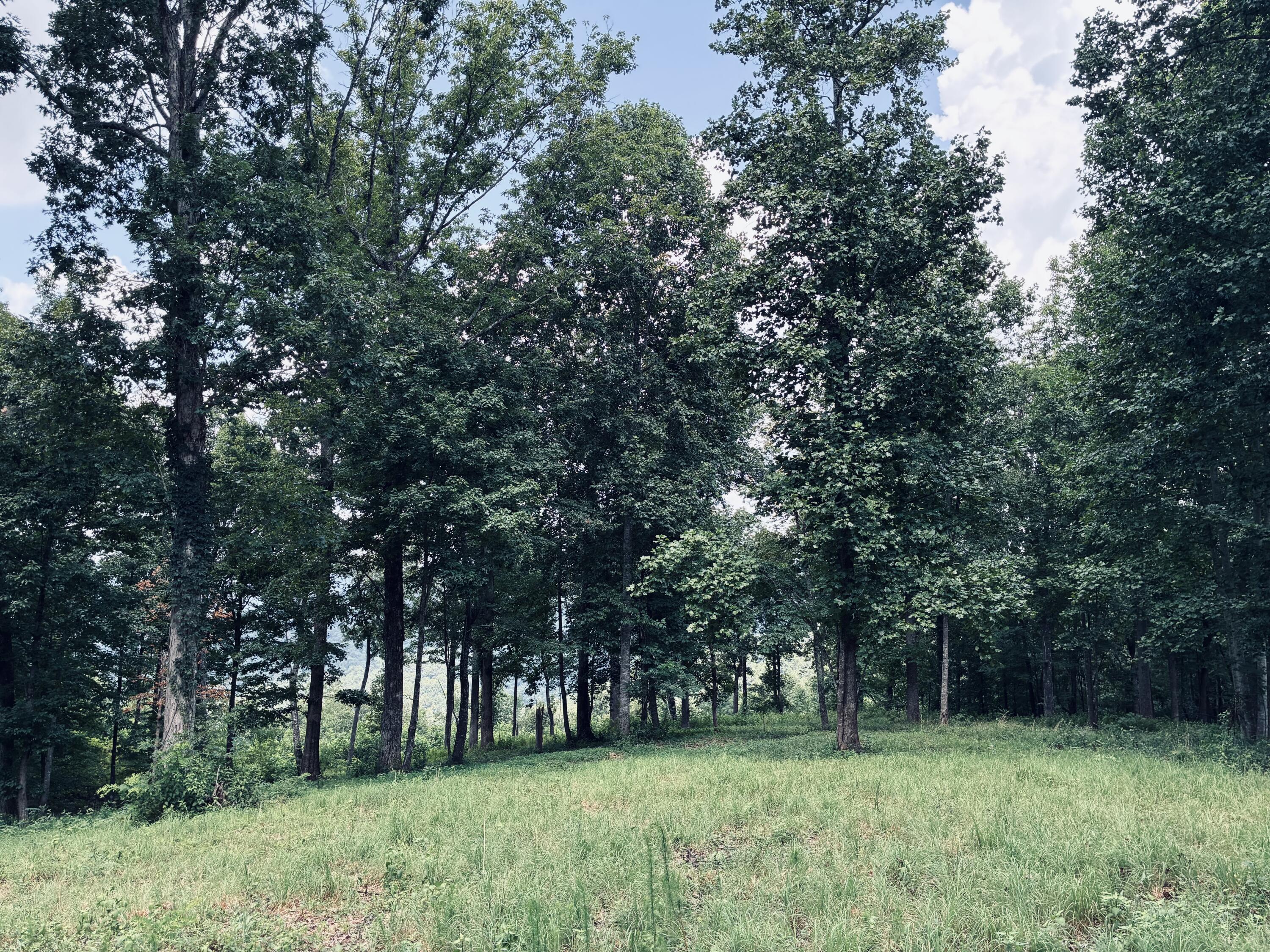 Grassy clearing edged by mature trees on a wooded property.