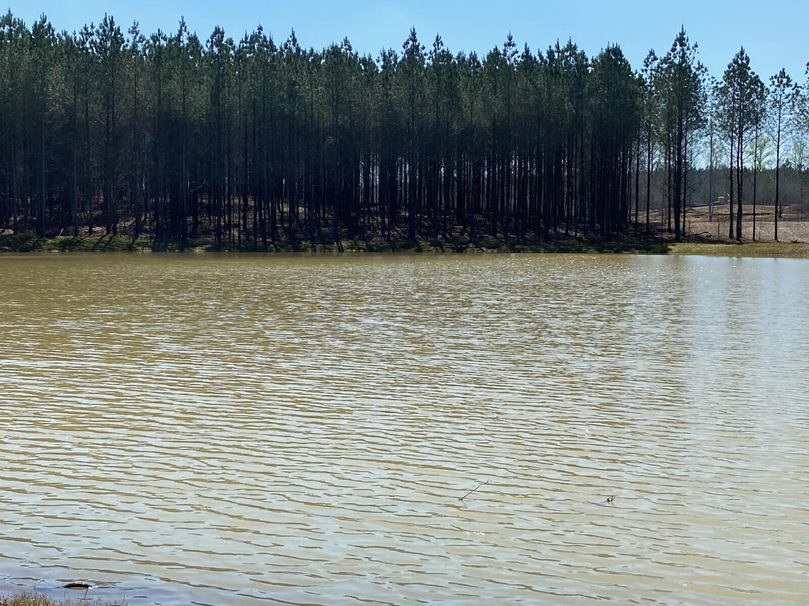 Pond bordered by a dense pine forest along the far shore.