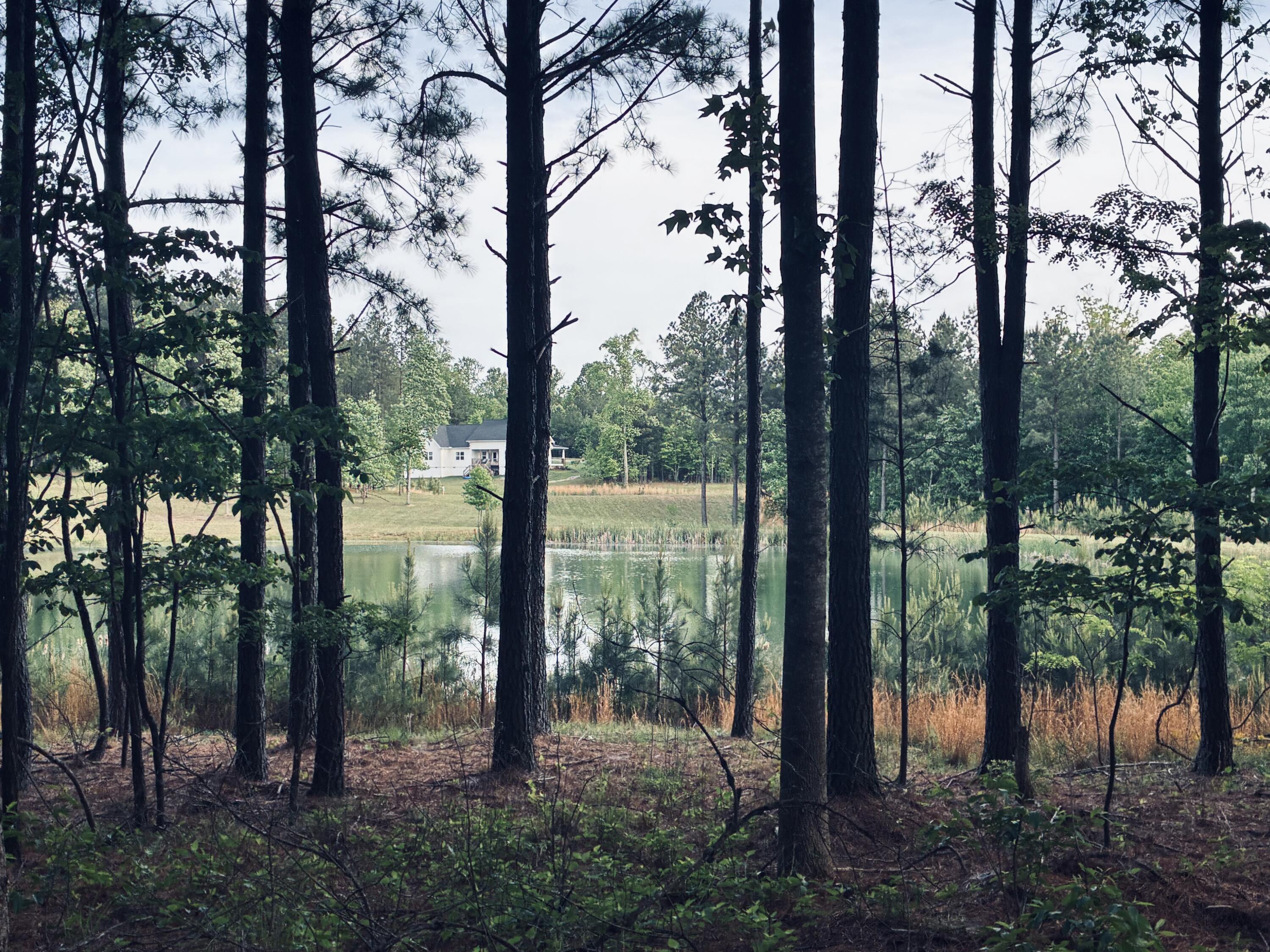 Pond across a wooded lot, with reeds along the shore and a white house in the distance.
