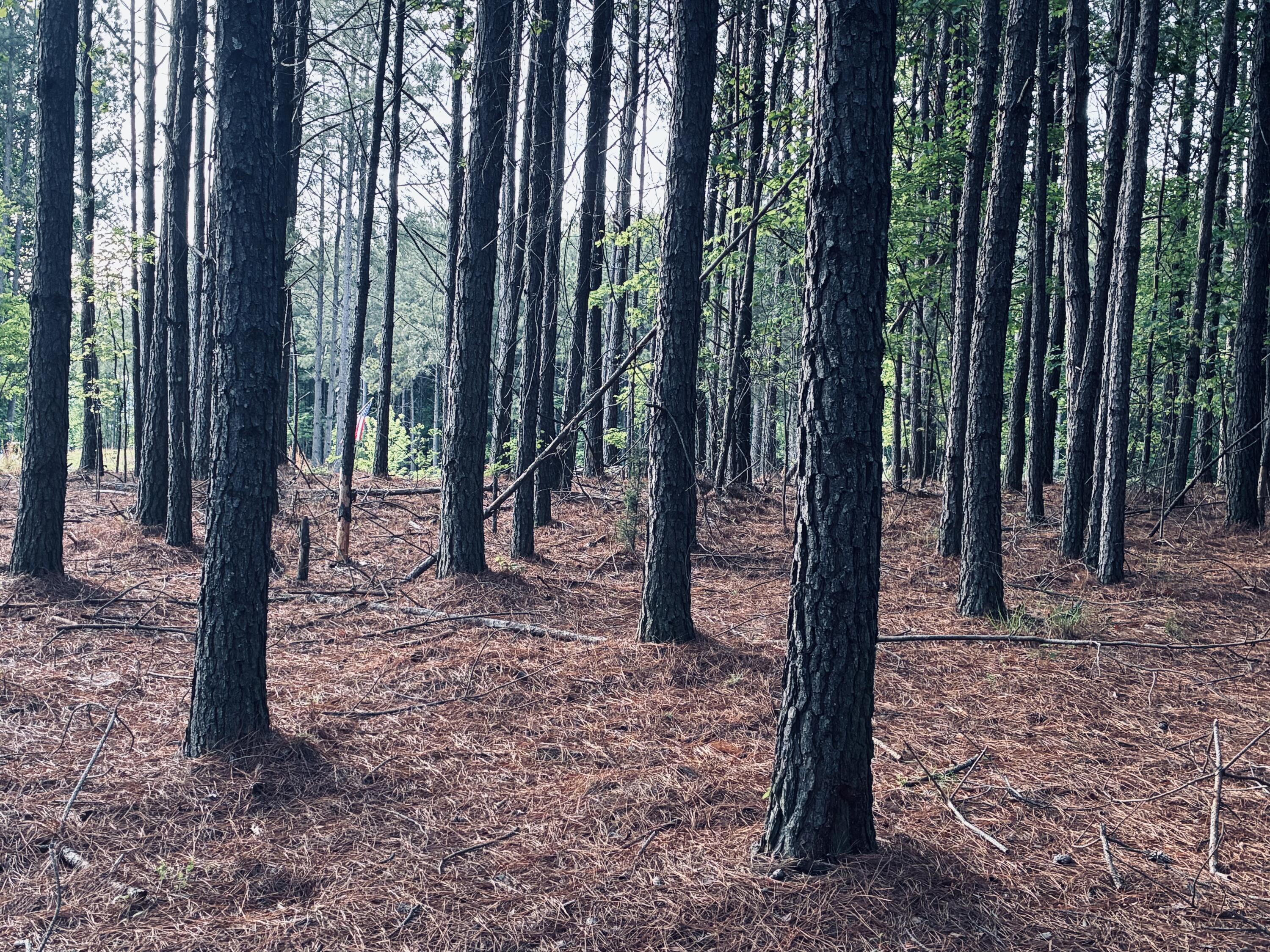 Wooded lot with tall trees, pine-needle-covered ground, and a small American flag.