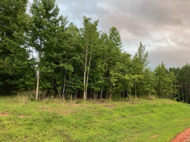 Grassy roadside lot bordered by dense trees, with no buildings visible.