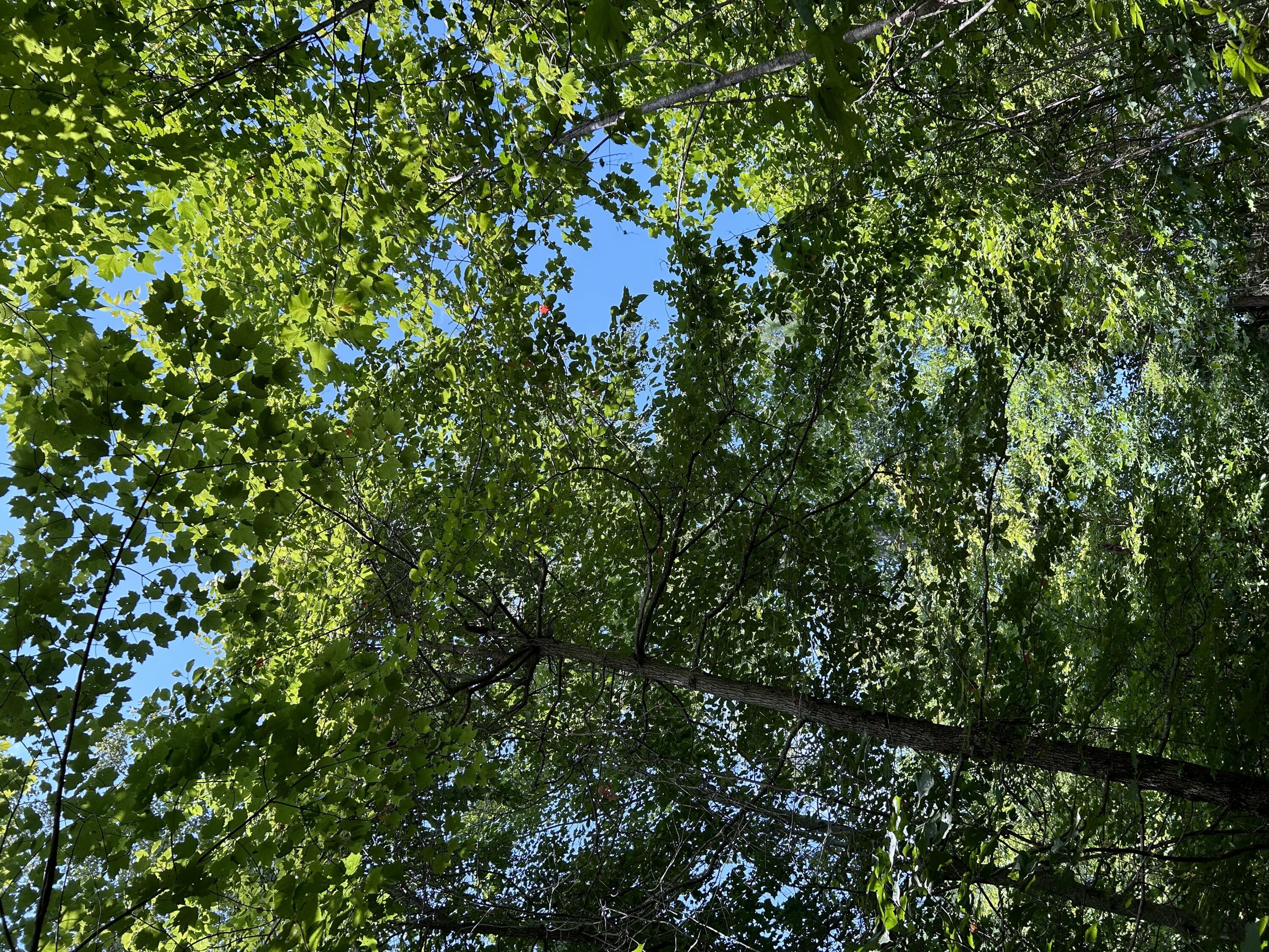 Leafy tree canopy overhead with sunlight and blue sky showing through.