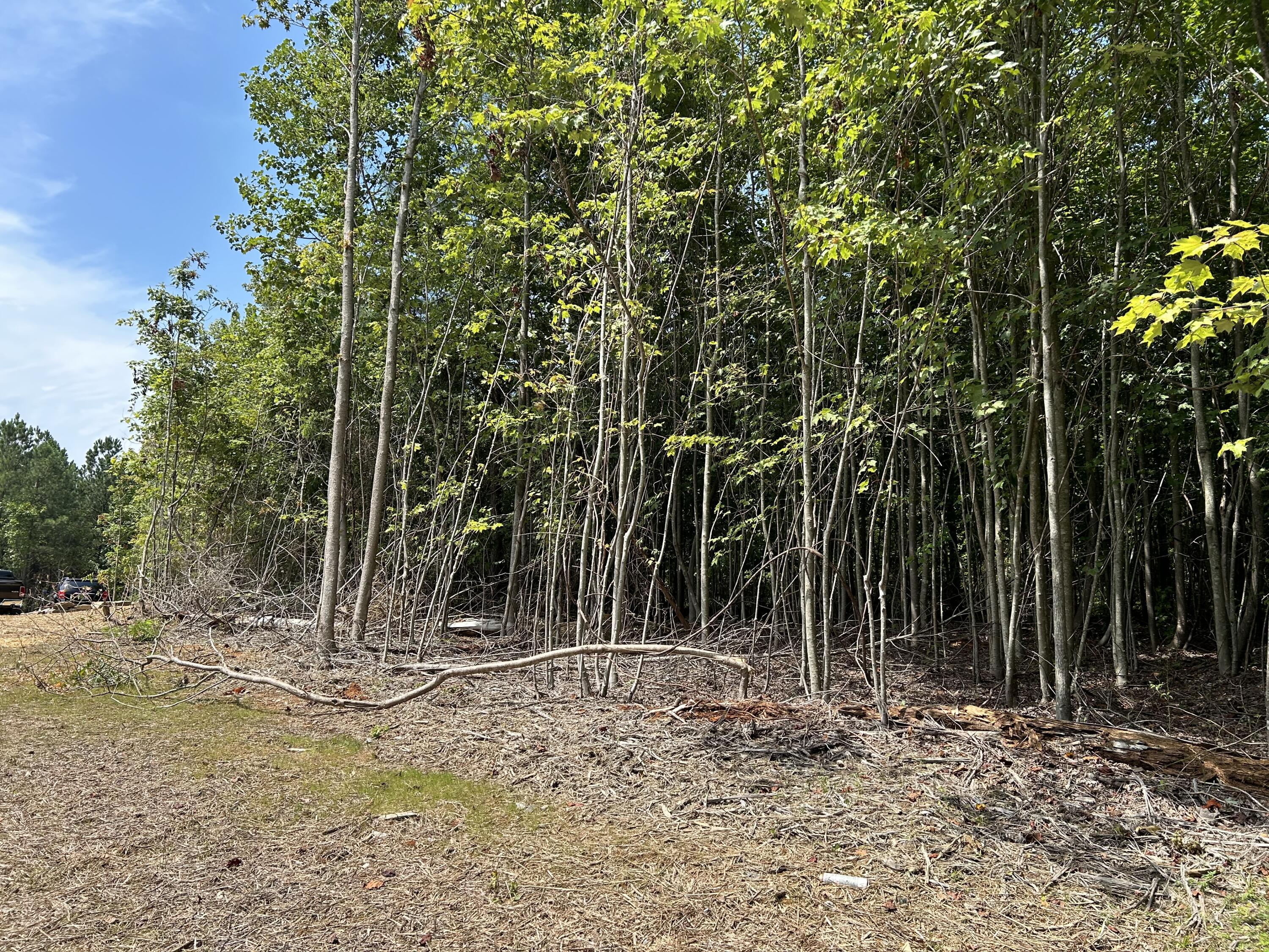 Vacant wooded lot with a brush-covered clearing and dense trees along its edge.
