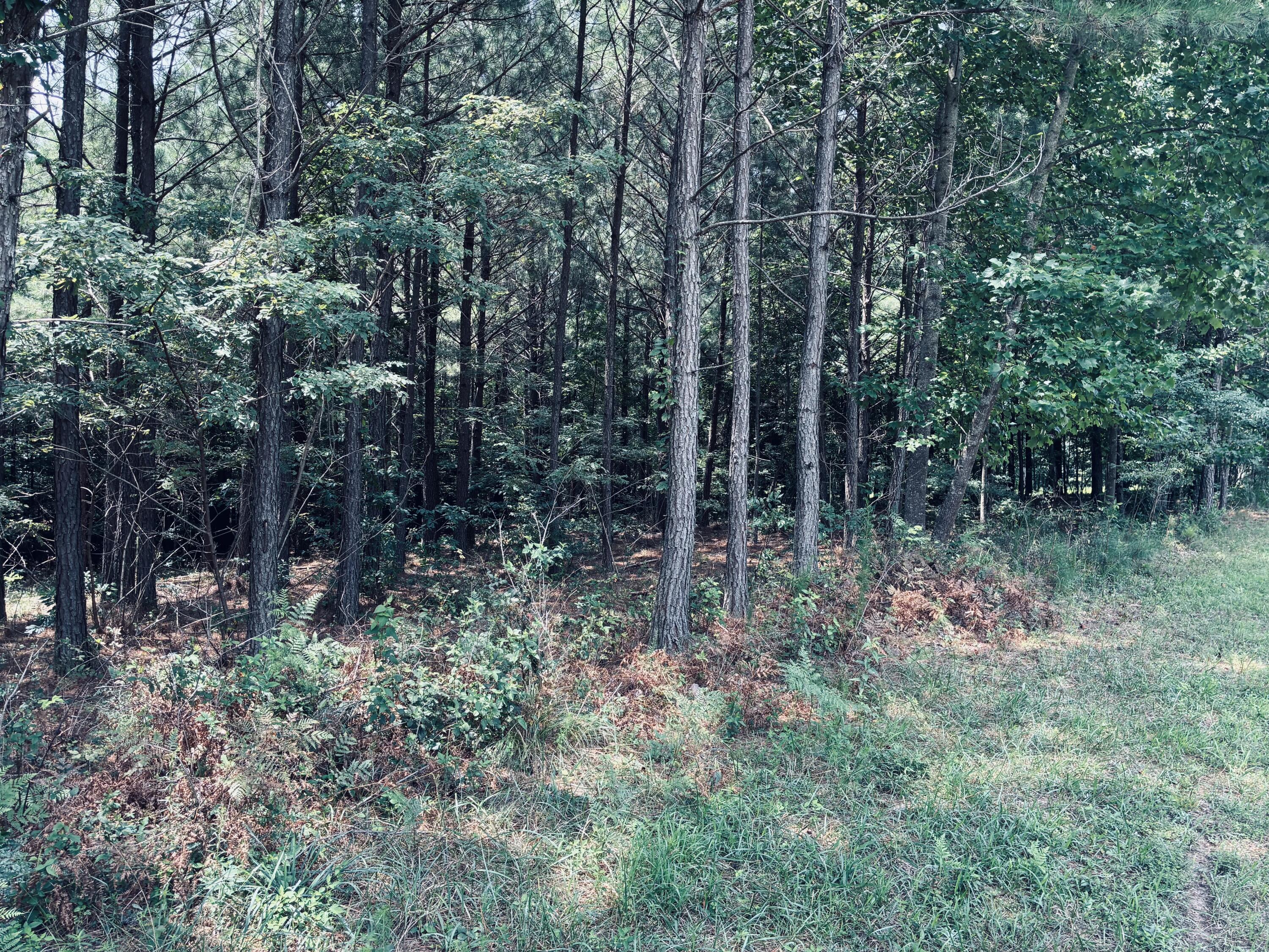 Wooded property lot with dense trees and undergrowth beside a grassy clearing.