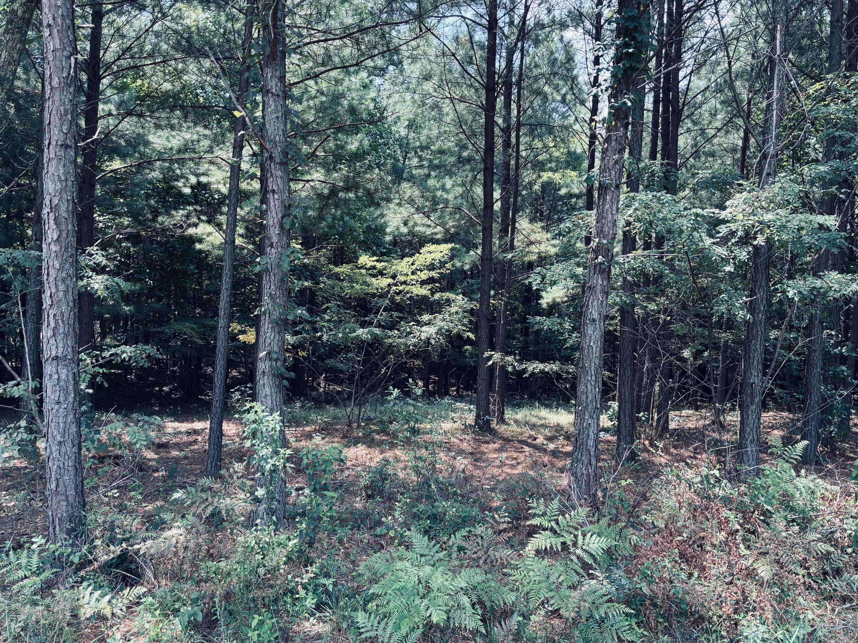 Wooded property with tall pines, dense undergrowth, and ferns.