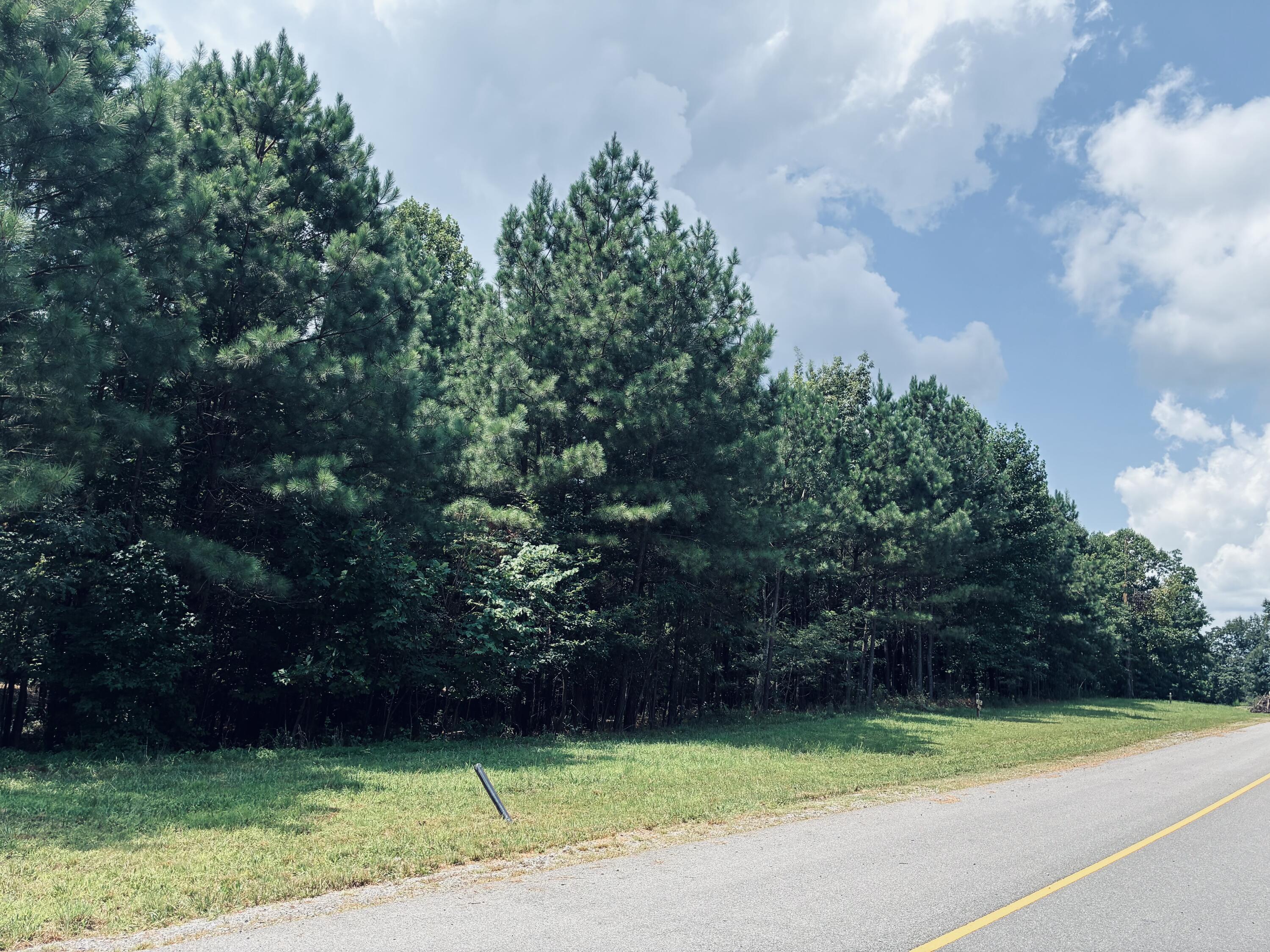 Wooded property beside a paved road, with a grassy verge and tall pine trees.