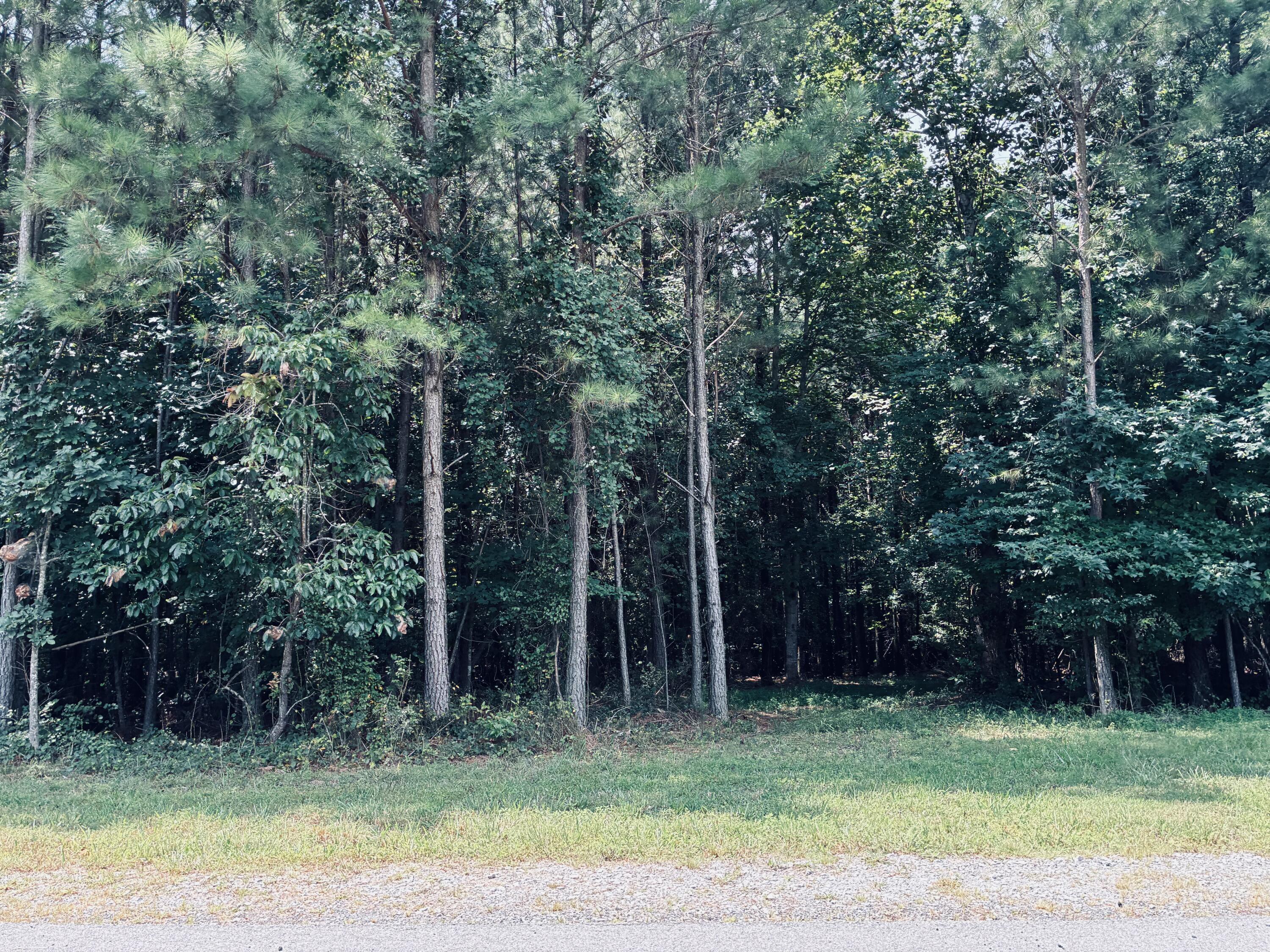 Grassy lot bordered by dense woods beside a gravel road.