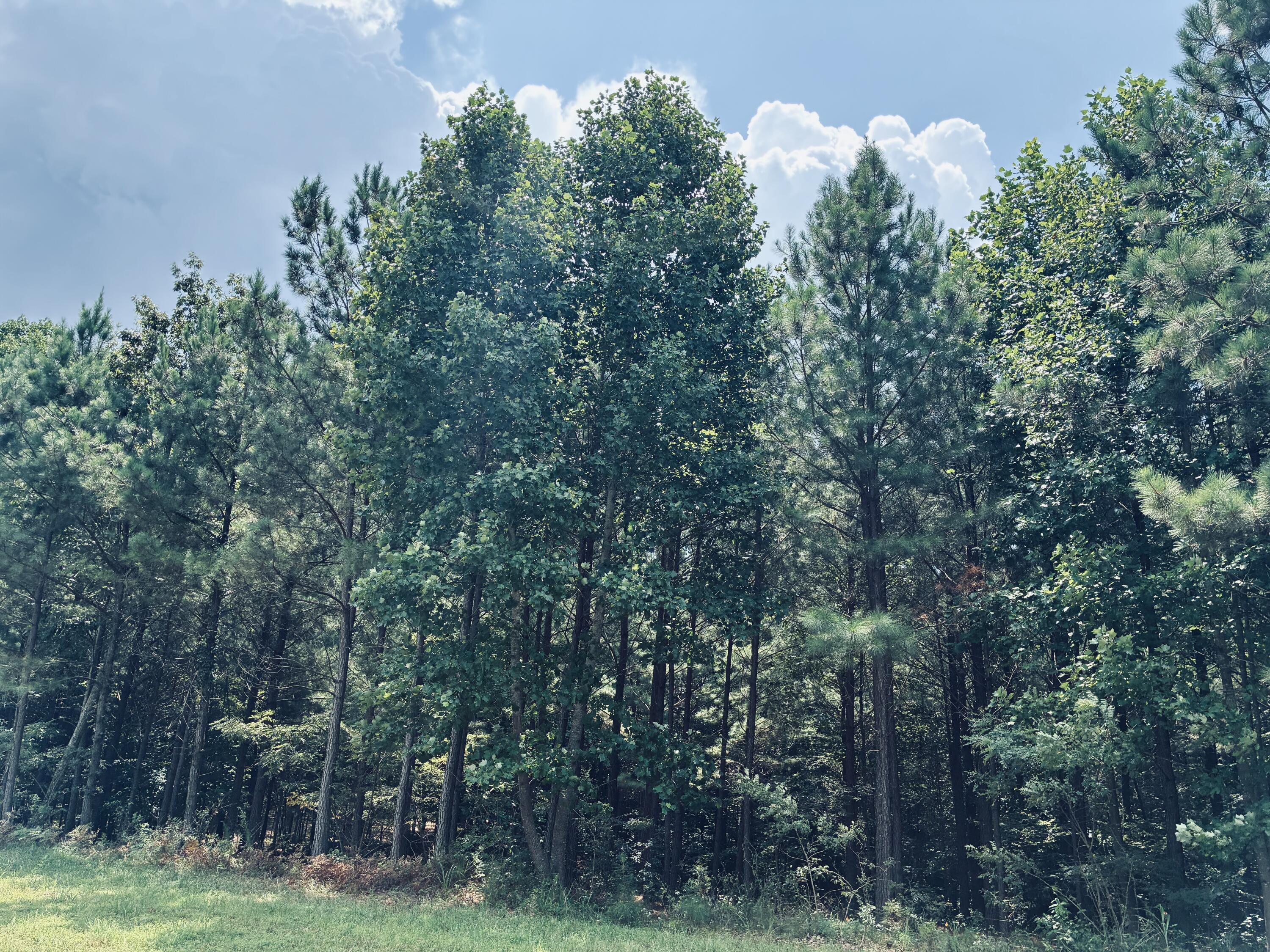 Wooded property with mature trees and a grassy edge beneath a partly cloudy sky.