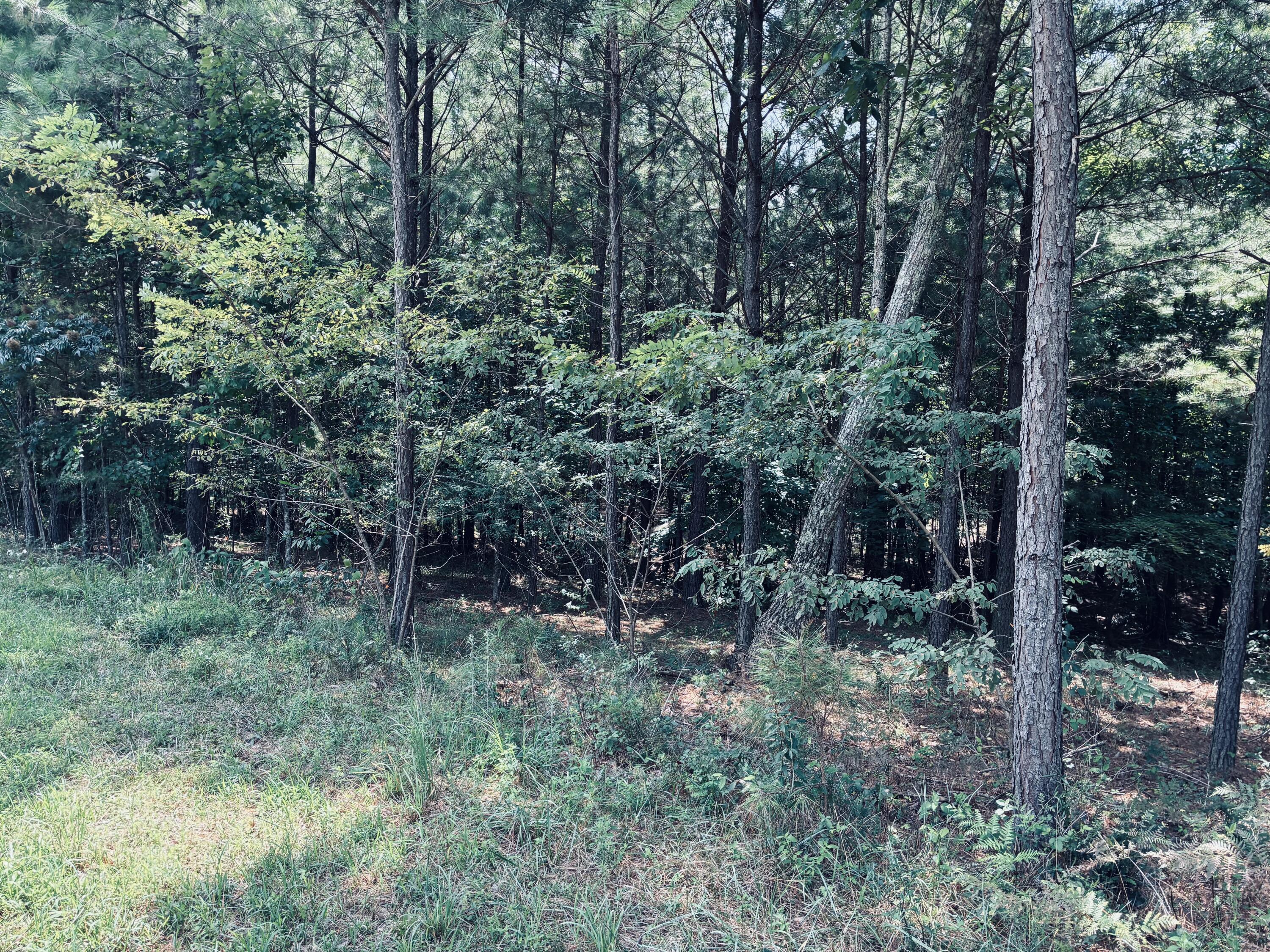 Wooded lot with mature trees, dense undergrowth, and a grassy clearing in front.