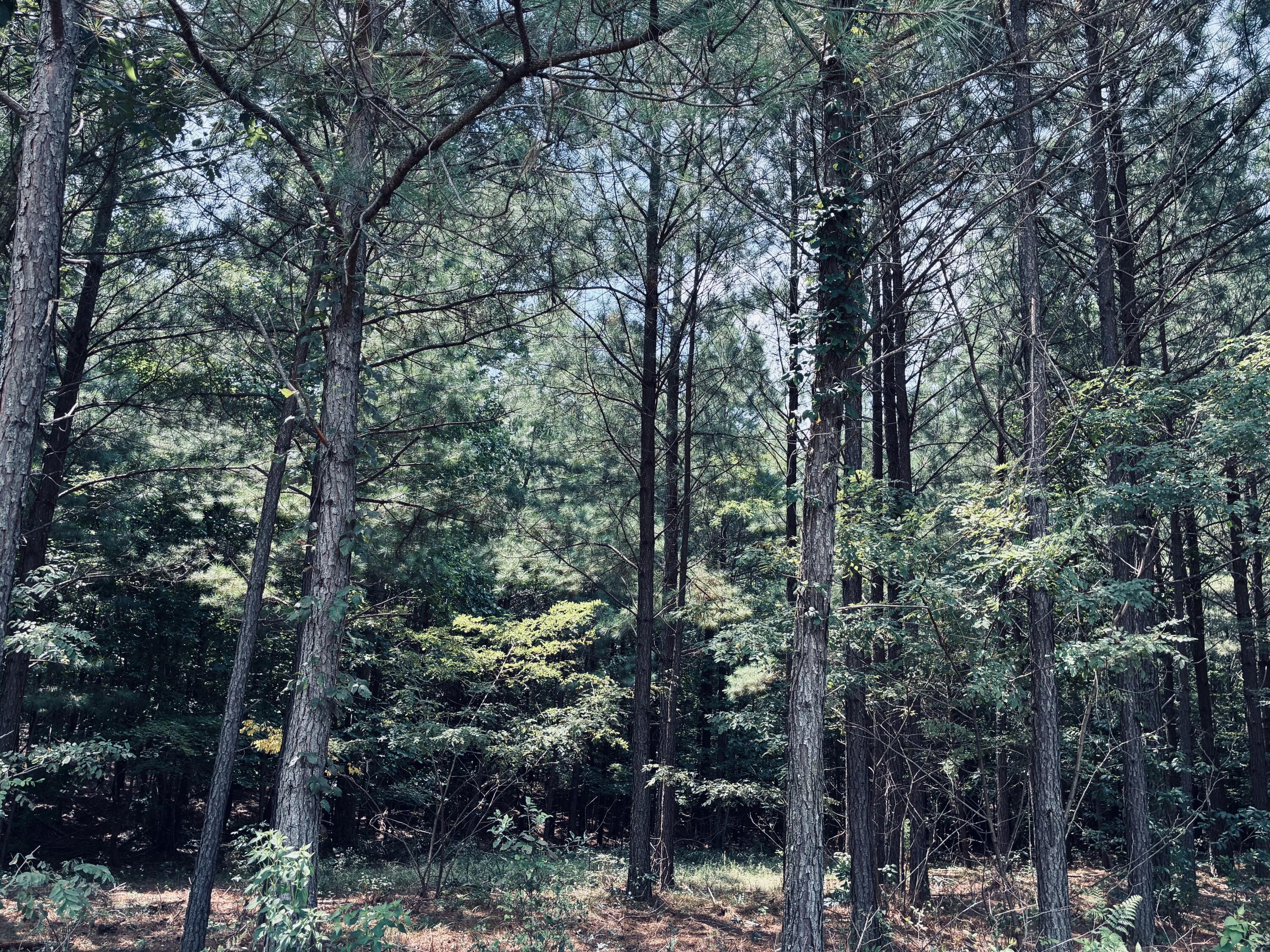 Wooded property with tall pine trees and dense undergrowth.