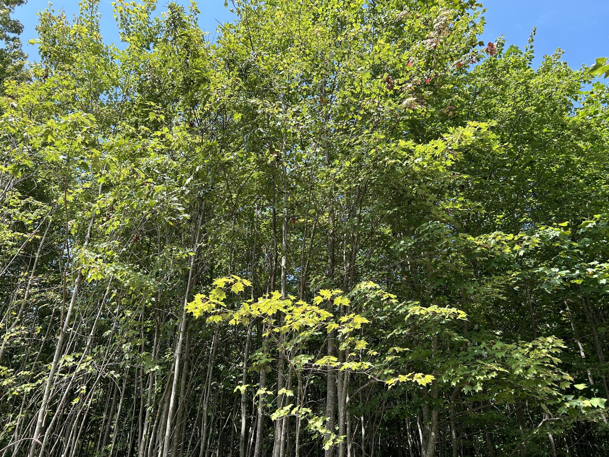 Wooded property with dense leafy trees and patches of blue sky.