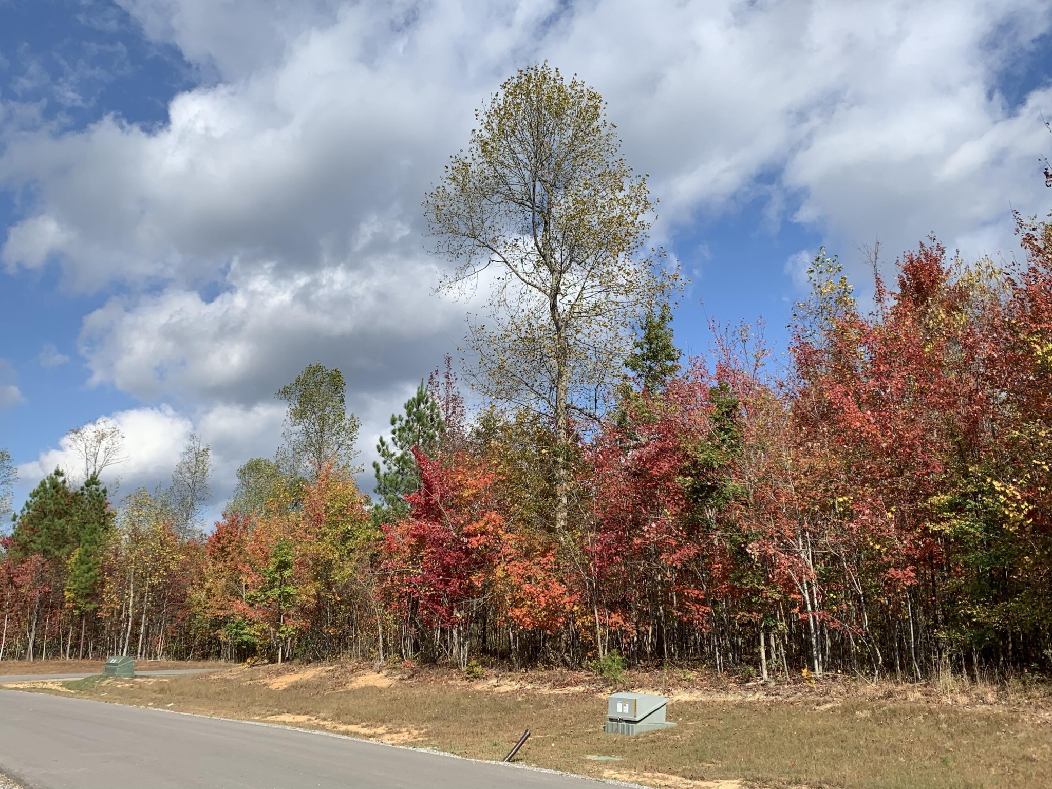 Wooded roadside lot with colorful autumn trees and utility equipment.