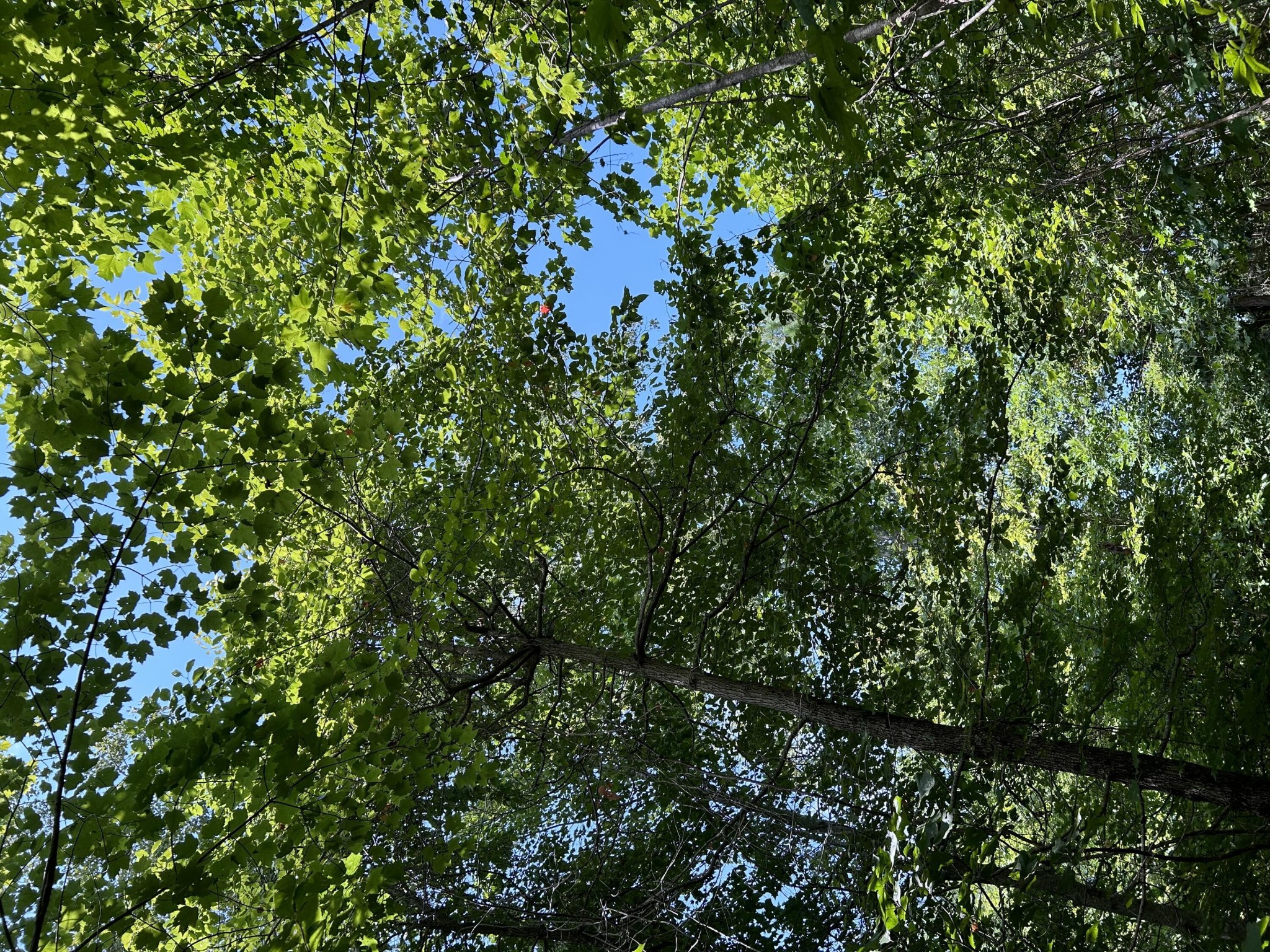 Dense leafy tree canopy and branches against blue sky.