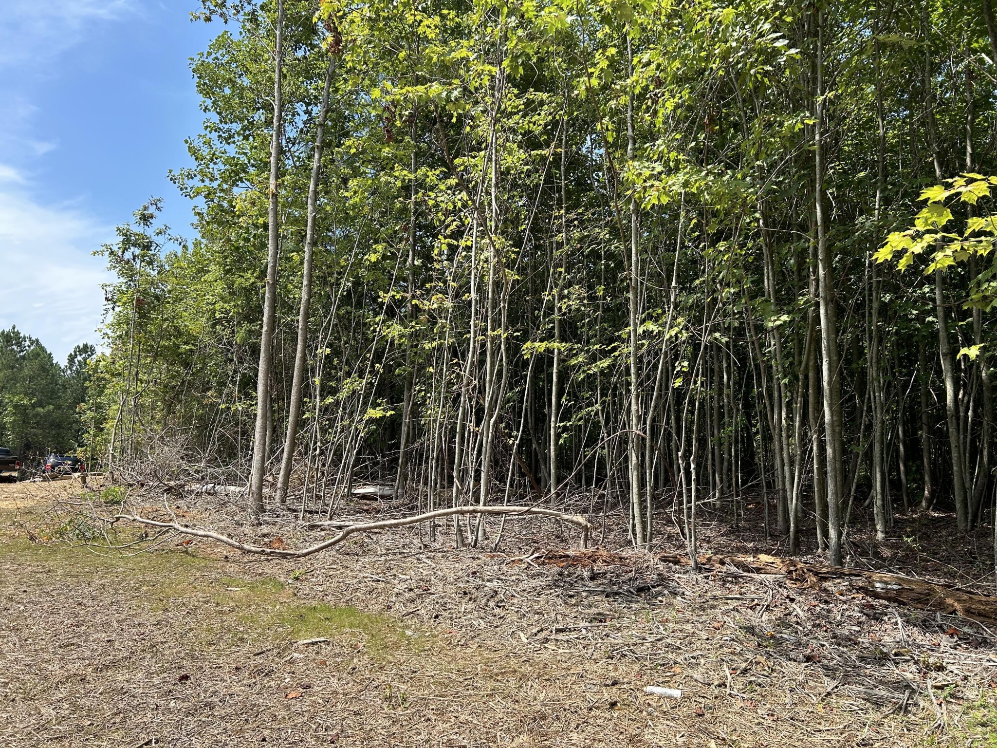 Cleared lot bordered by dense trees, with parked vehicles visible at the far left.