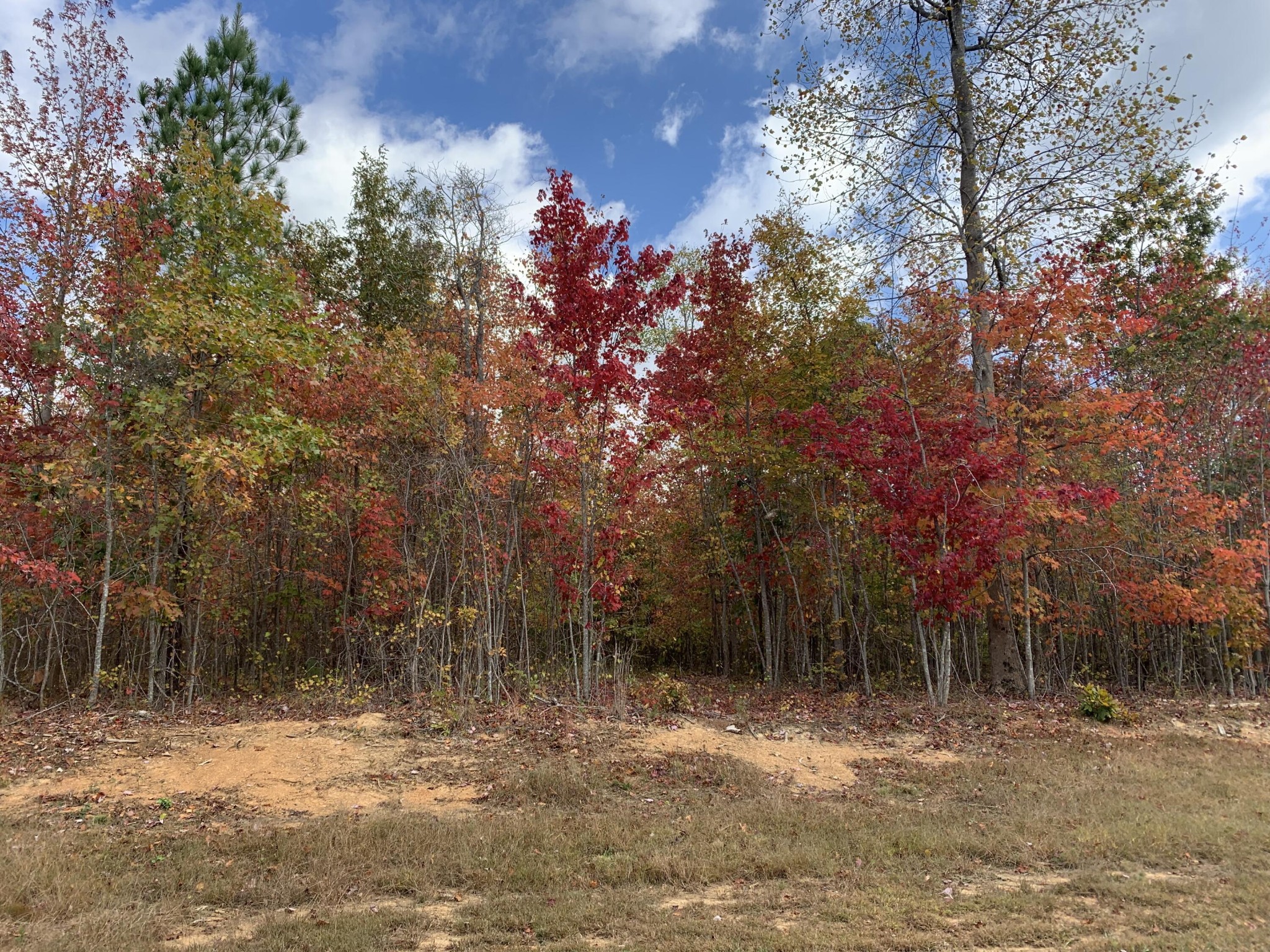 Wooded property lot with colorful autumn trees and a dirt clearing.