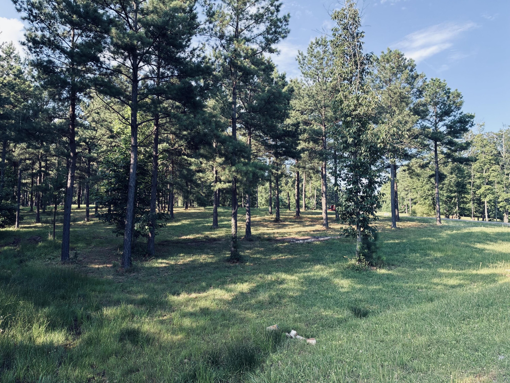 Grassy wooded lot with mature pine trees and a clearing.