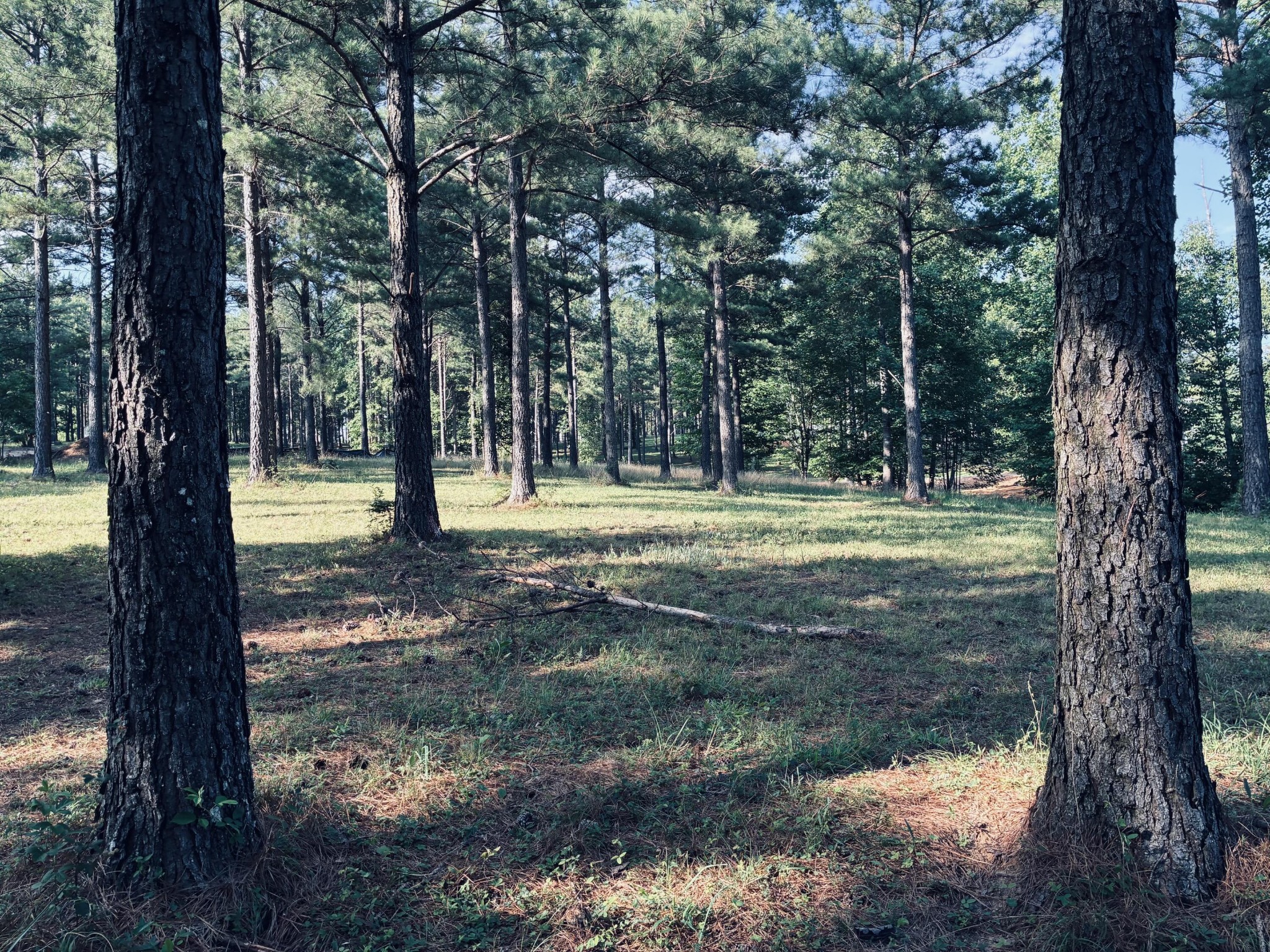 Wooded lot with a grassy clearing among tall pine trees.