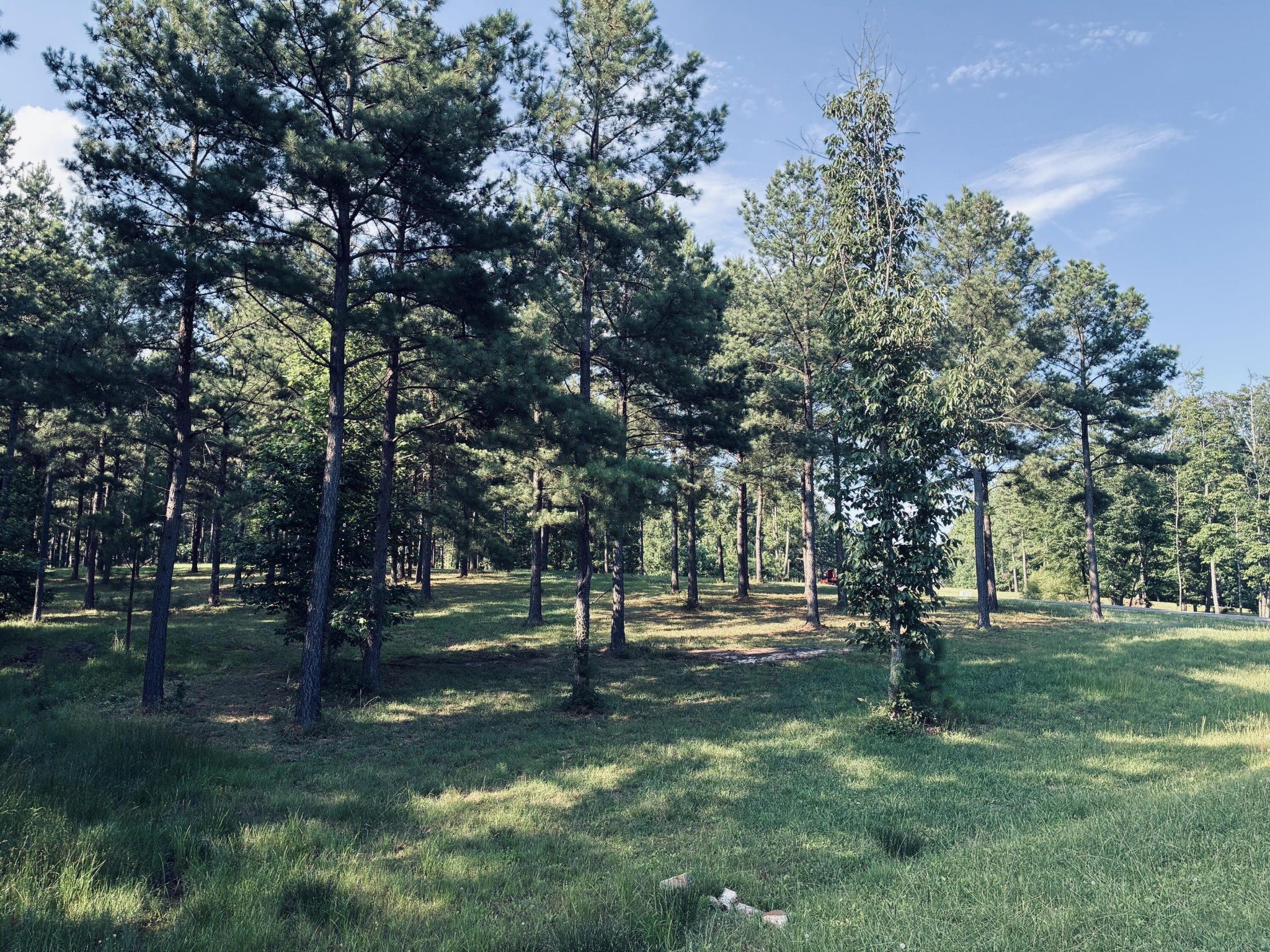 Wooded property lot with mature pines, a grassy clearing, and a road visible through the trees.